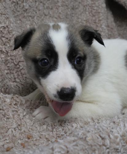 Enlarge Dixie, a Adoptable mixed breed in Thief River Falls, MN image 2/2