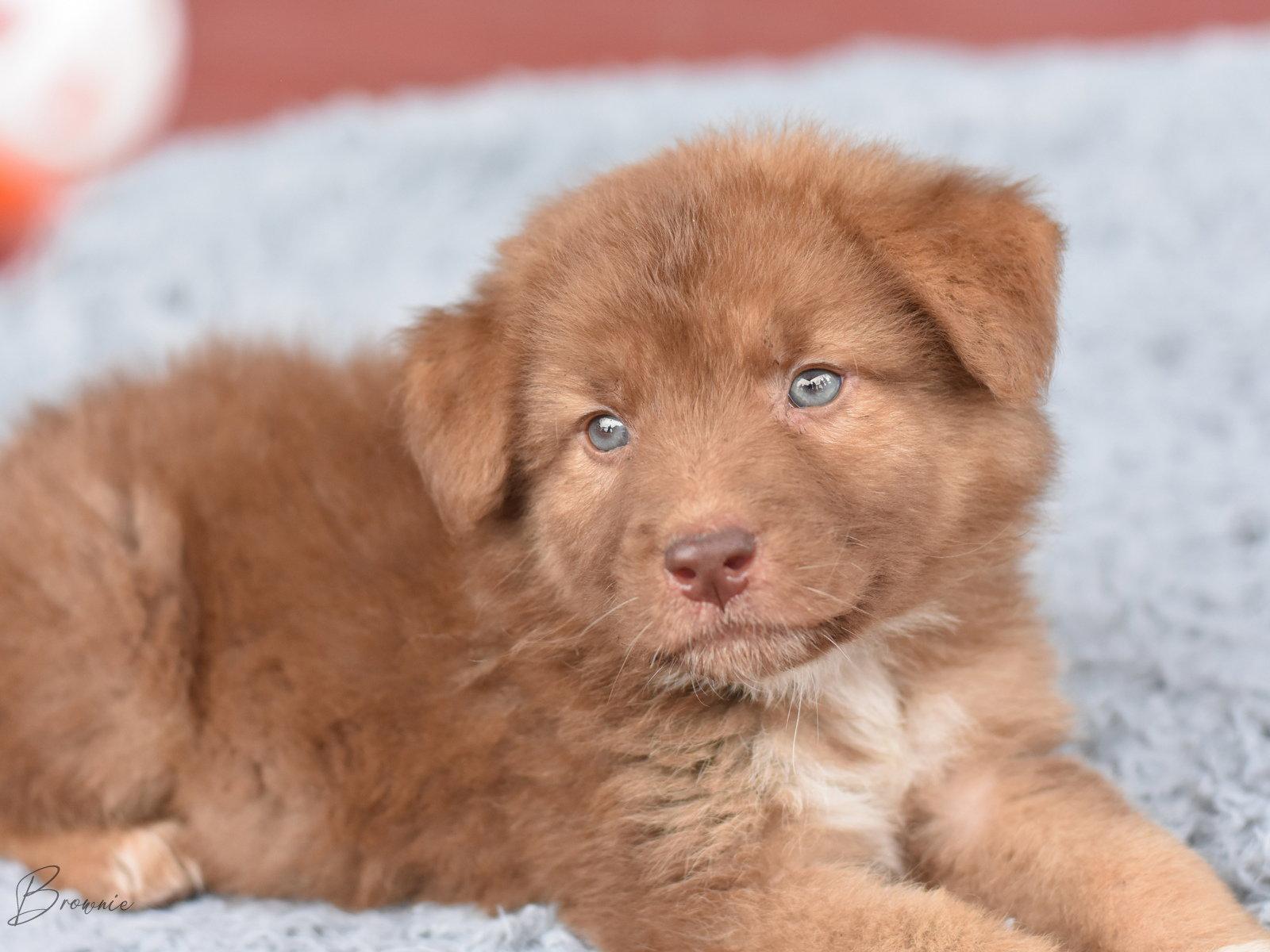 Stewart, Adopted, Puppy Male Australian Shepherd.