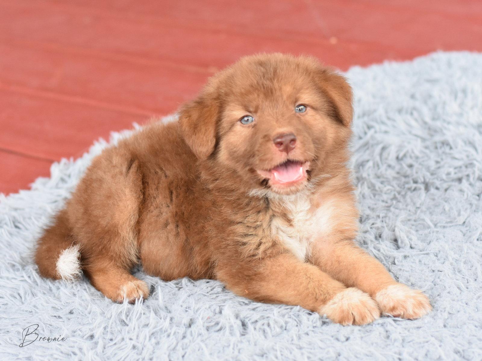 Stewart, a Adopted Australian Shepherd in Montgomery, TX image 2/3
