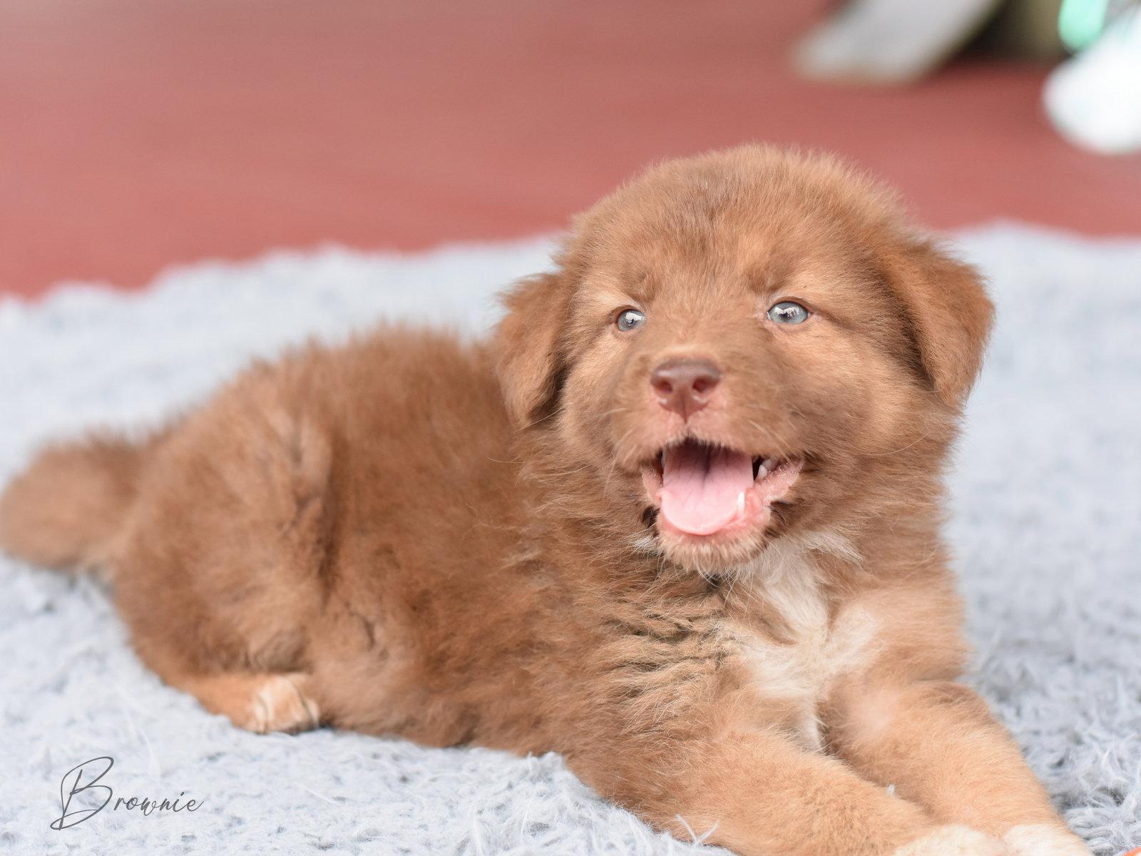 Stewart, a Adopted Australian Shepherd in Montgomery, TX image 3/3