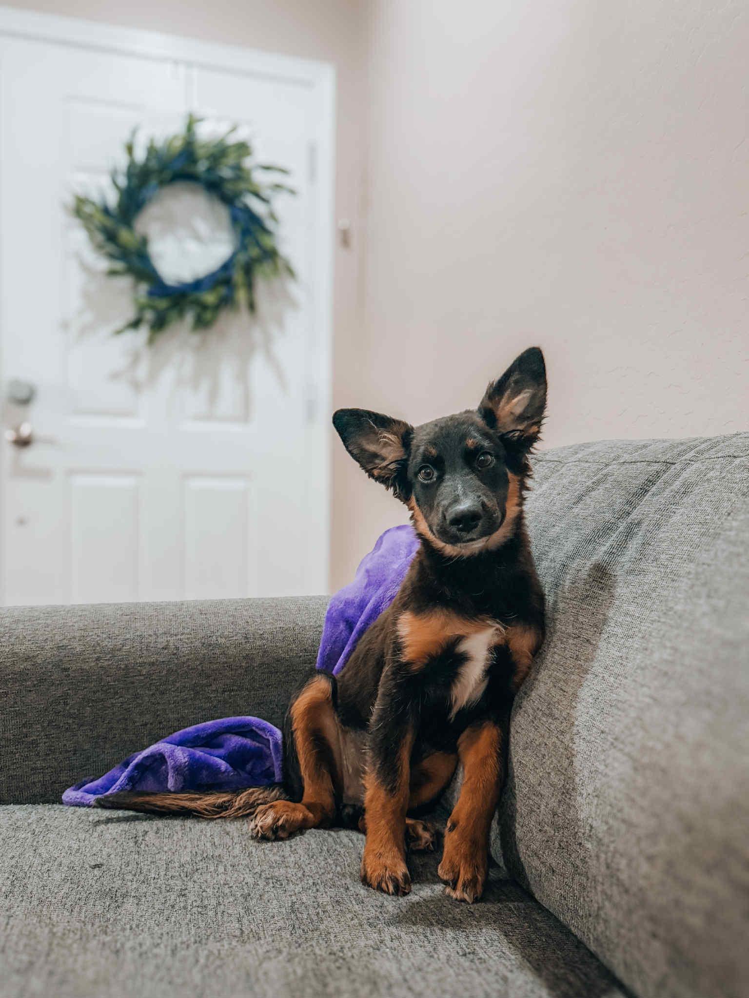 Cuddles - Female - Adorable