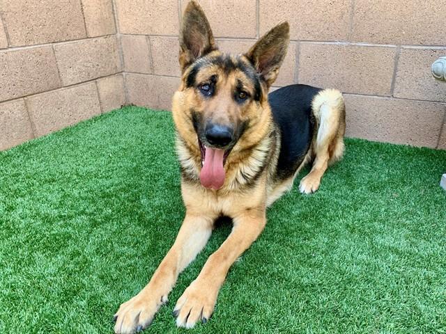 Enlarge CHEVY, a Adoptable mixed breed in Moreno Valley, CA image 1/1