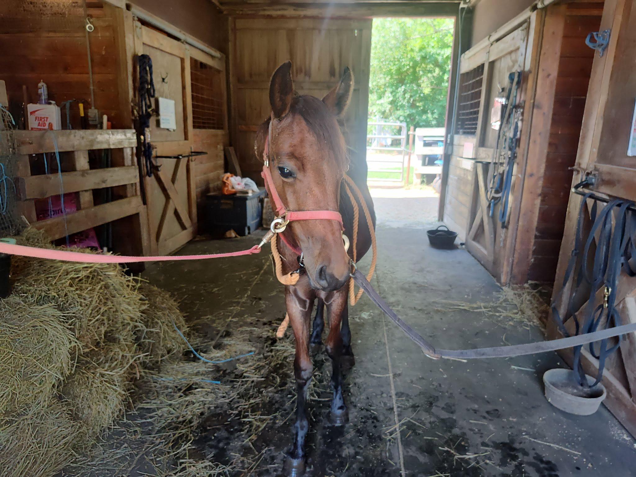 Enlarge Tater, an adopted Mustang in Northford, CT image 2/4