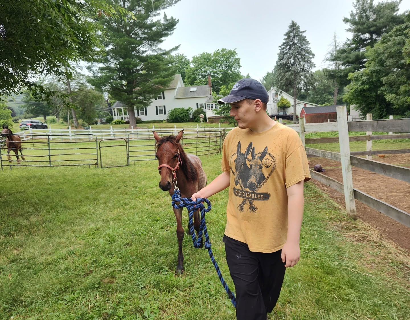 Enlarge Tater, an adopted Mustang in Northford, CT image 3/4