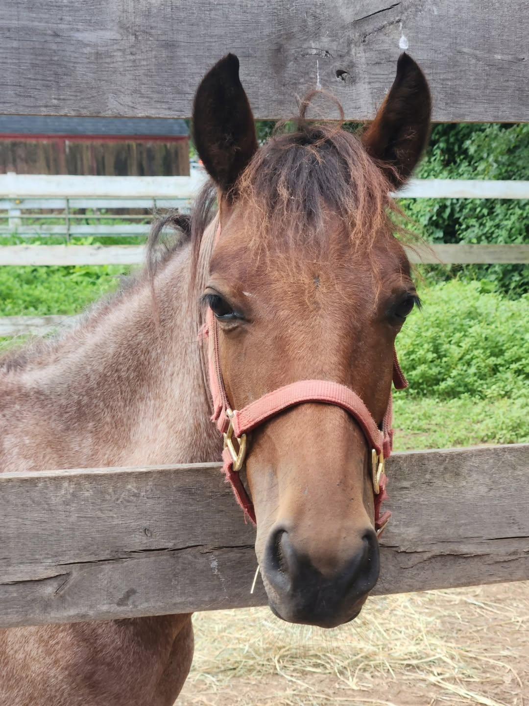Enlarge Tater, an adopted Mustang in Northford, CT image 4/4