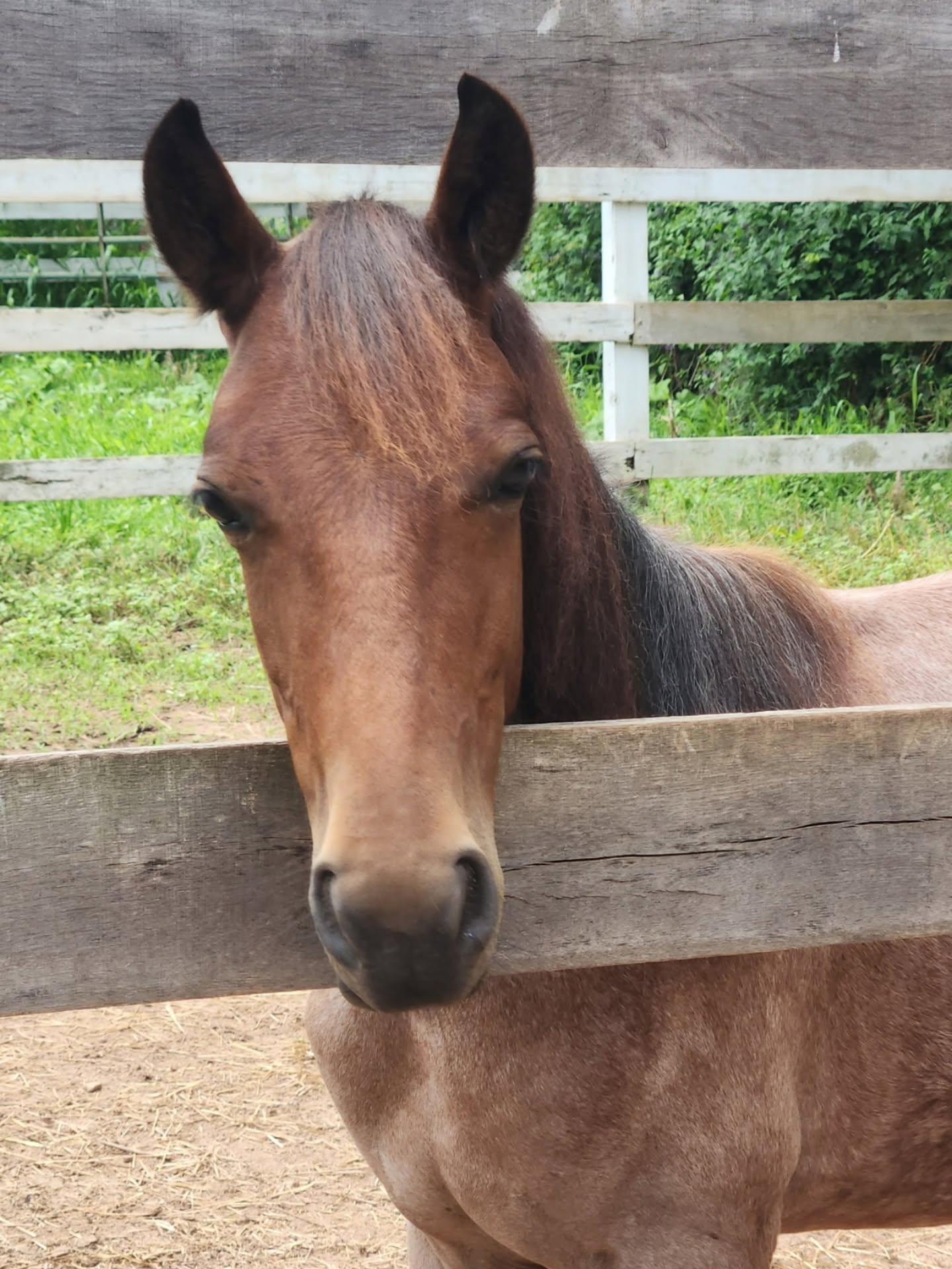 Enlarge Tater, an adopted Mustang in Northford, CT image 1/4