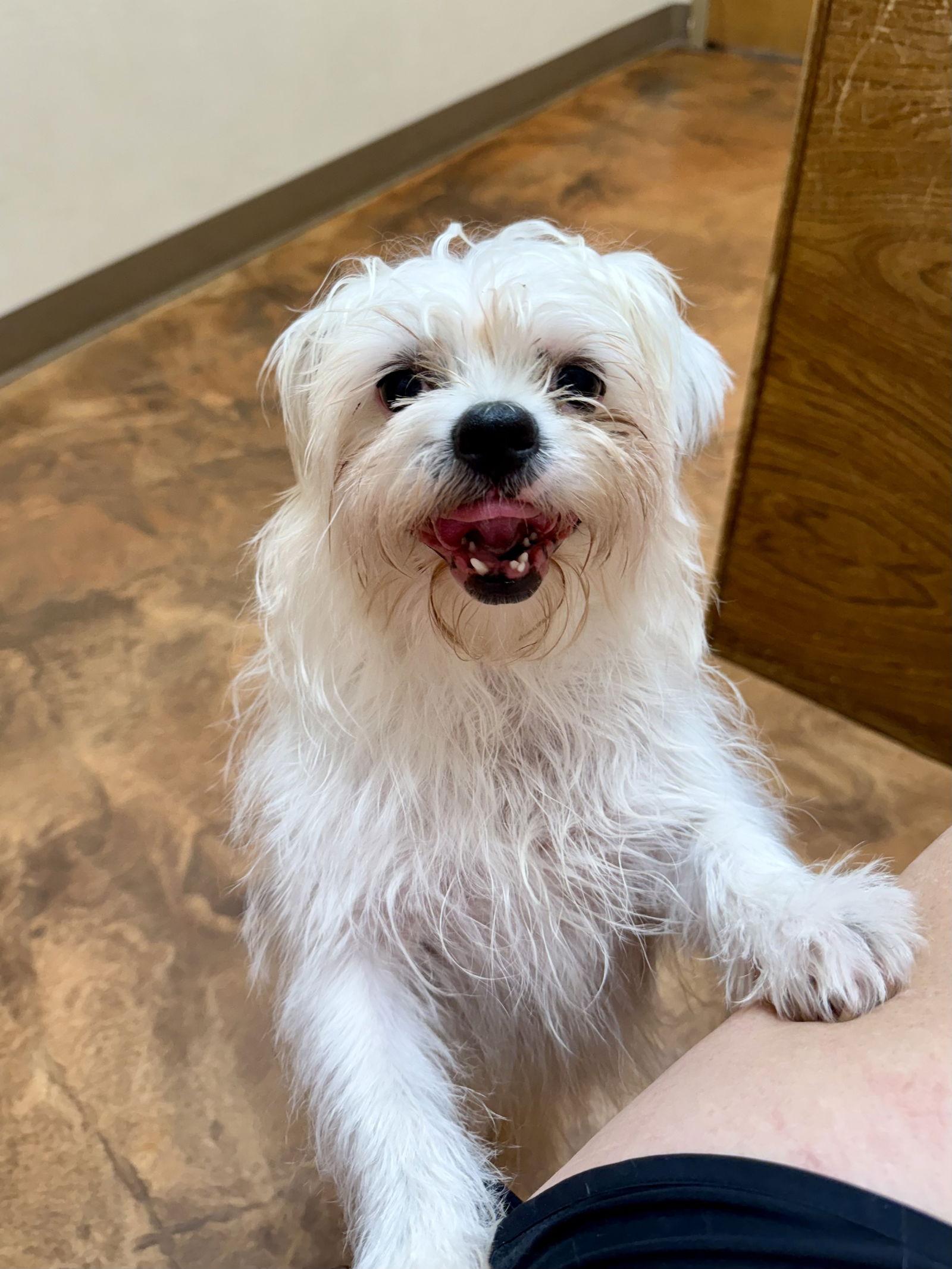 Gwendolyn (Gwen), Adopted, Adult Female Maltese & Shih Tzu.