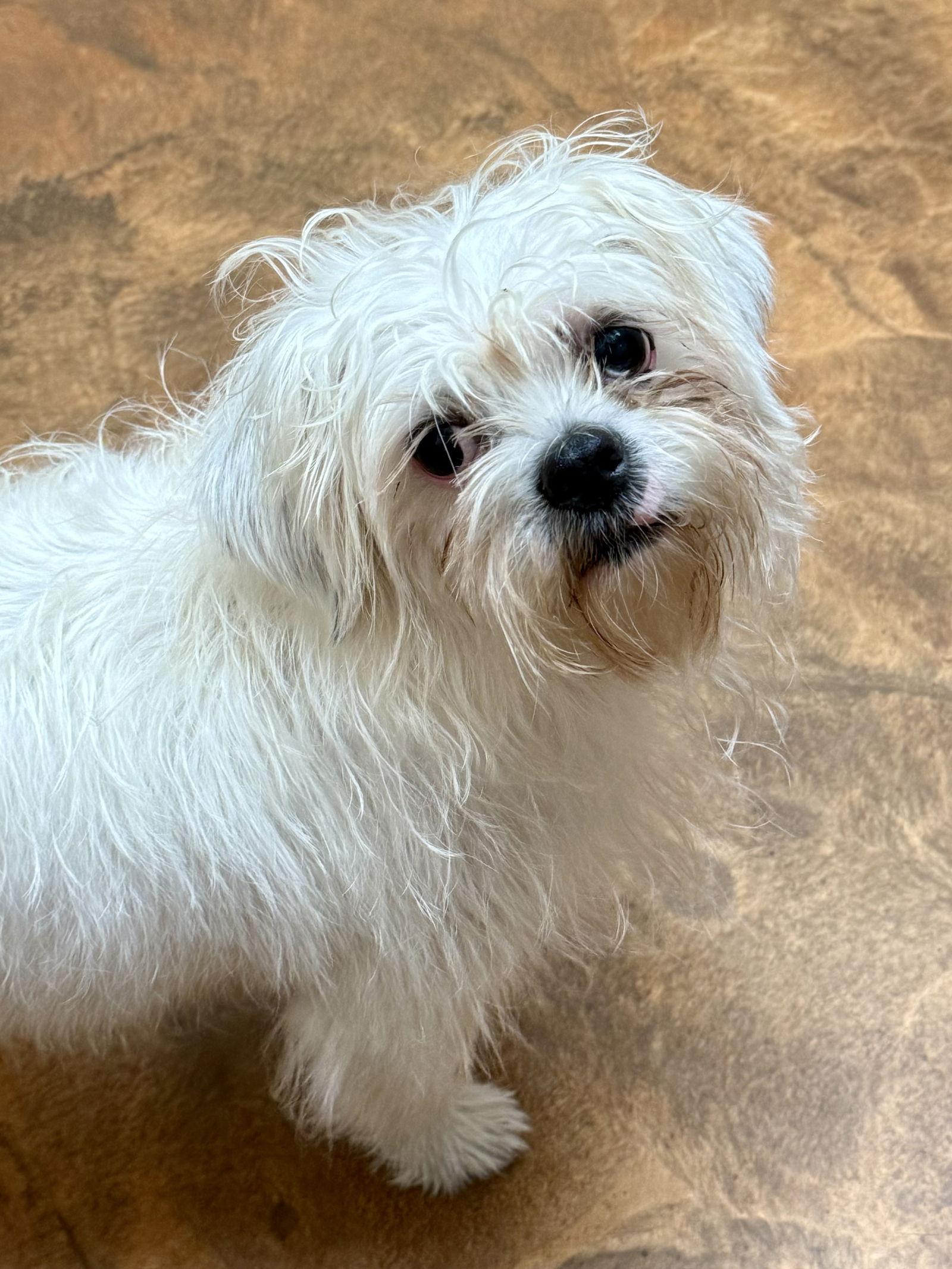 Gwendolyn (Gwen), a Adopted mixed breed in Texarkana, TX image 2/3