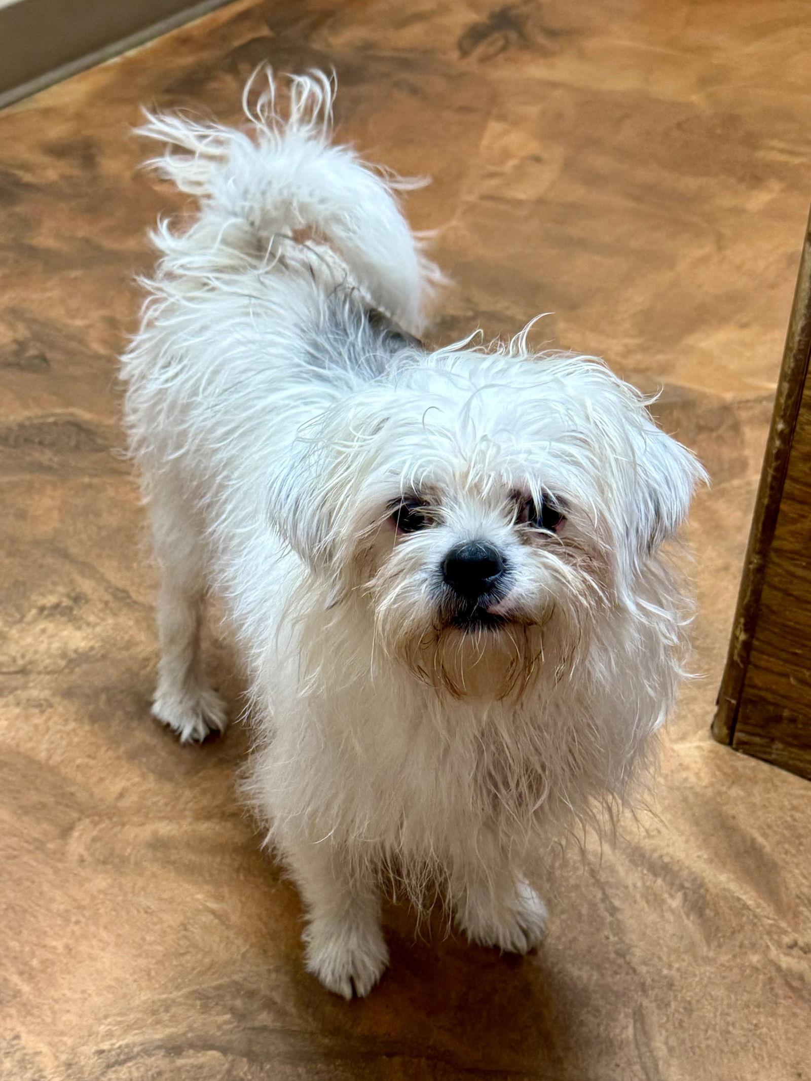 Gwendolyn (Gwen), a Adopted mixed breed in Texarkana, TX image 3/3