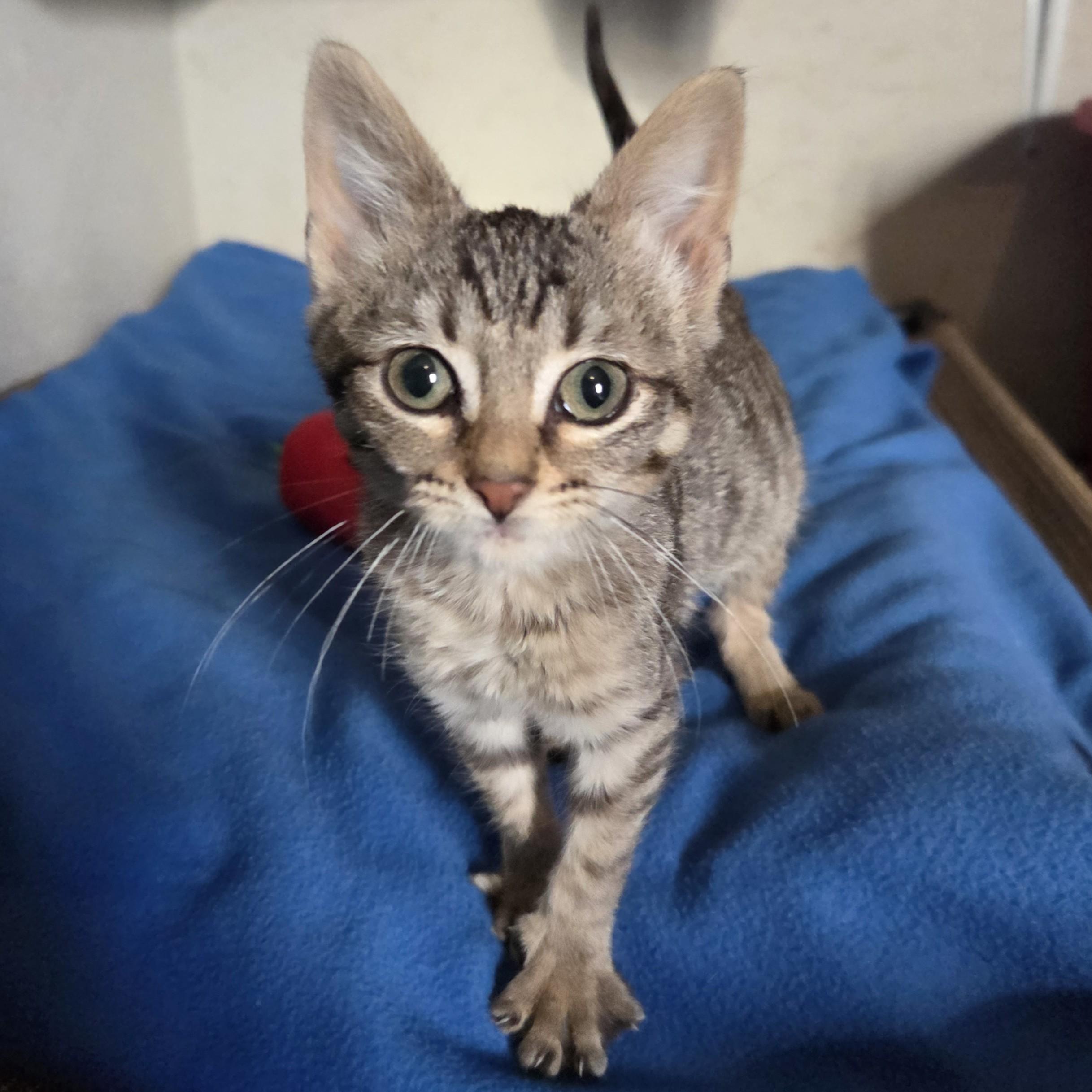 Enlarge Polly, an adopted Tabby in Okemah, OK image 3/6
