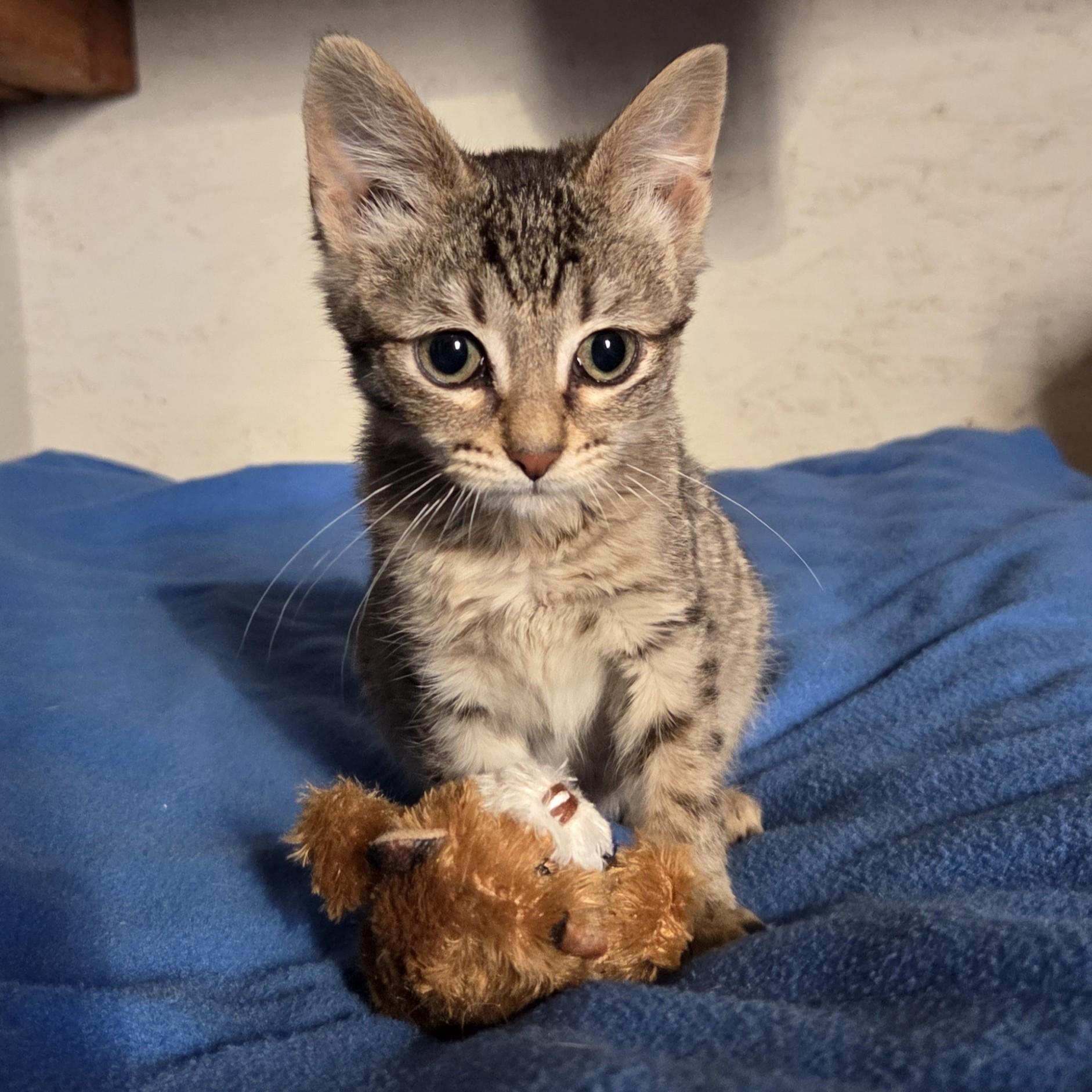 Enlarge Polly, an adopted Tabby in Okemah, OK image 1/6