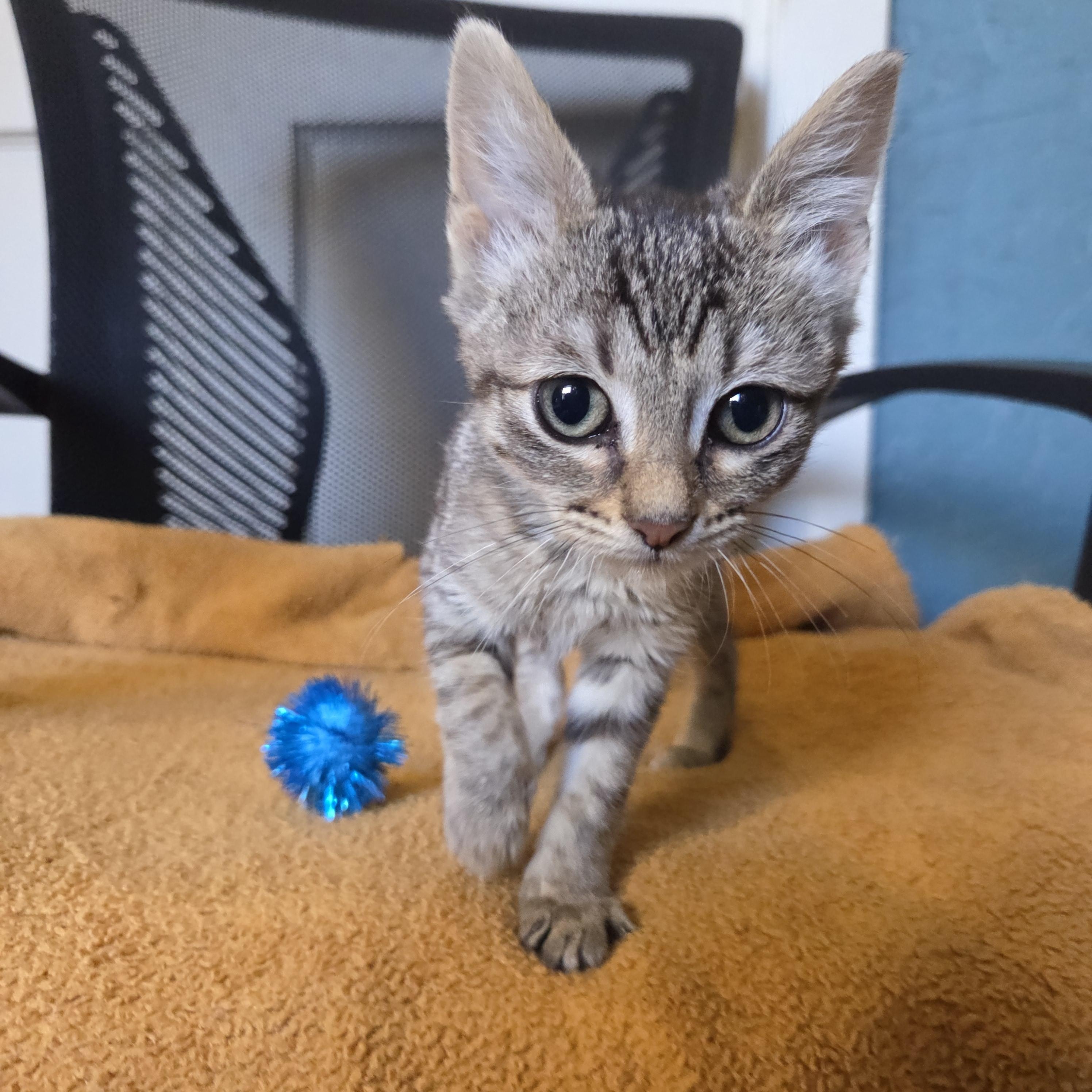 Enlarge Polly, an adopted Tabby in Okemah, OK image 2/6