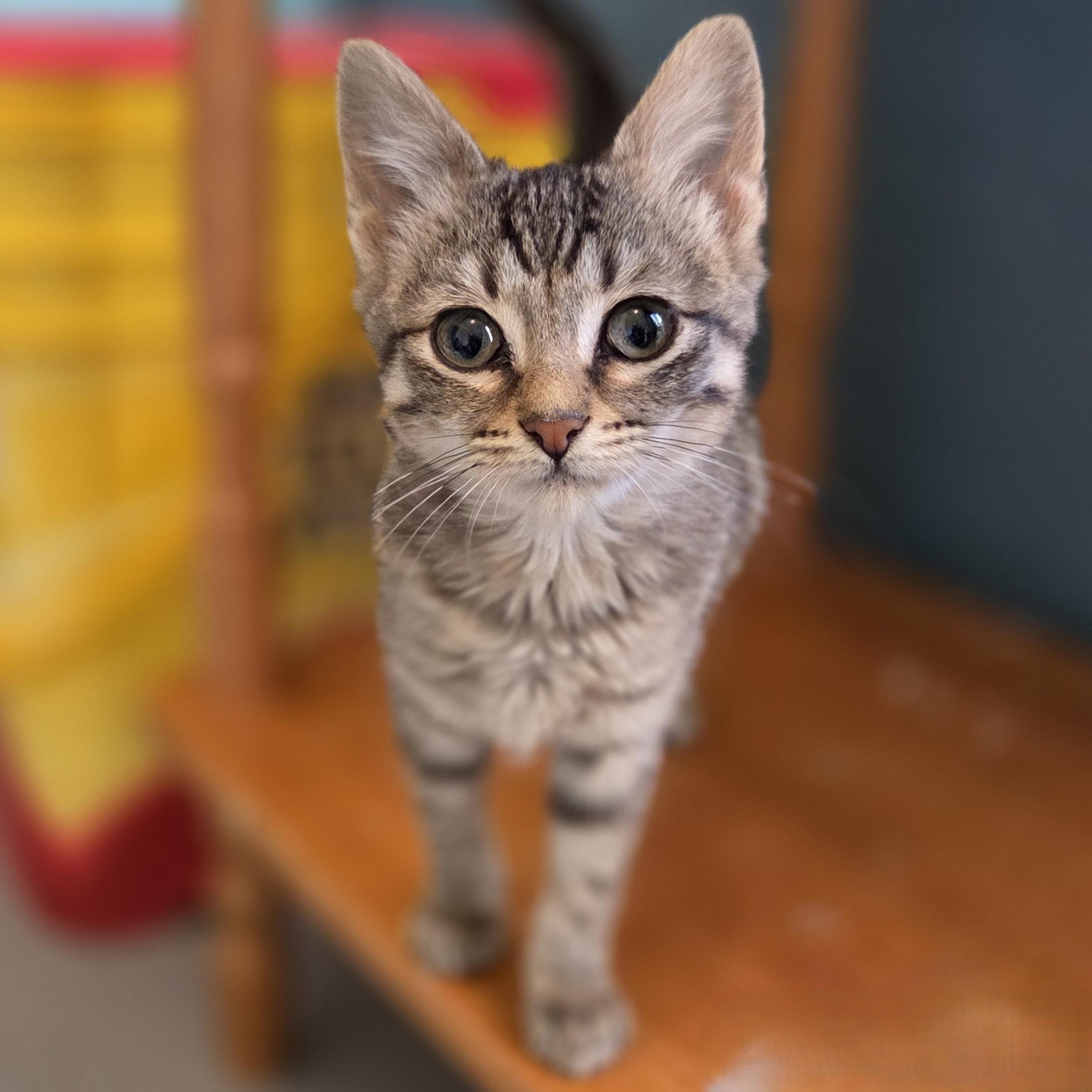 Enlarge Polly, an adopted Tabby in Okemah, OK image 6/6