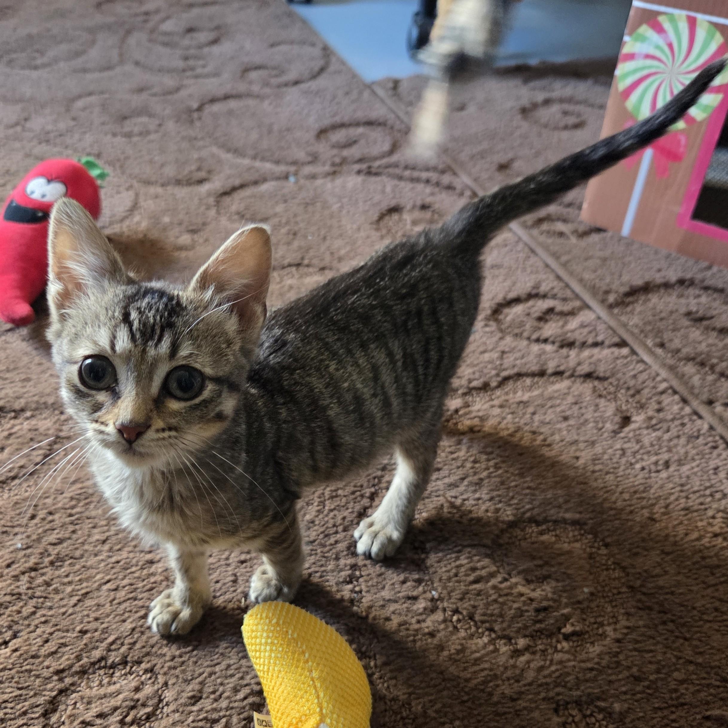 Enlarge Polly, an adopted Tabby in Okemah, OK image 5/6
