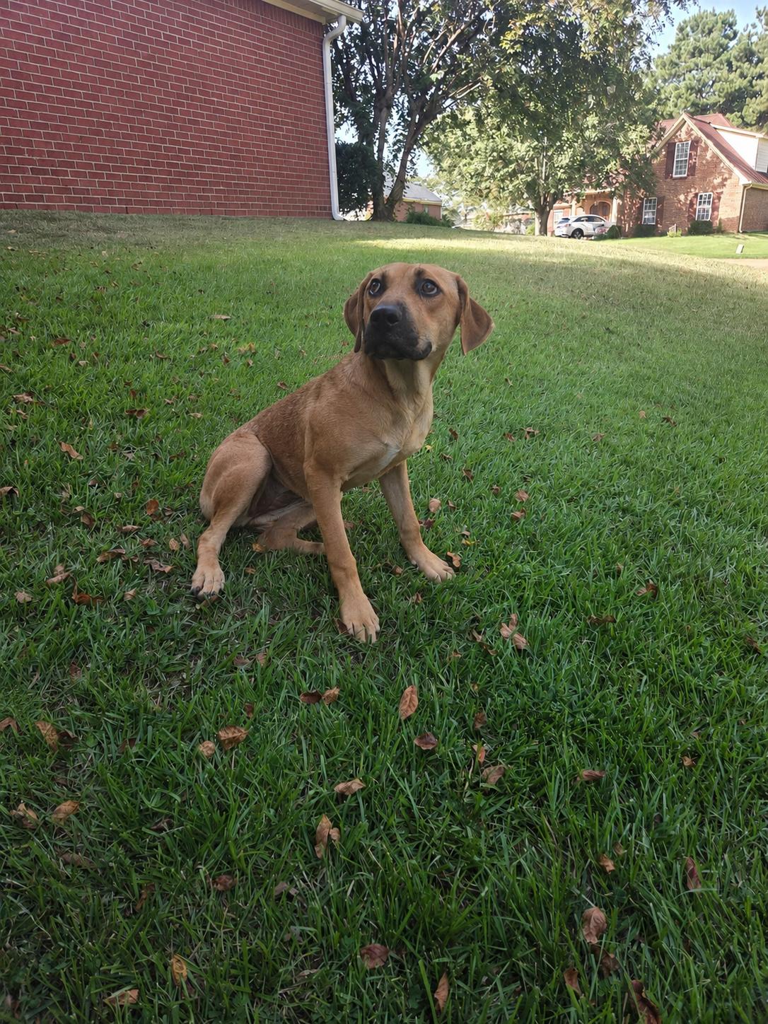 Enlarge Sheba, a Adoptable mixed breed in Pittsburgh, PA image 2/4