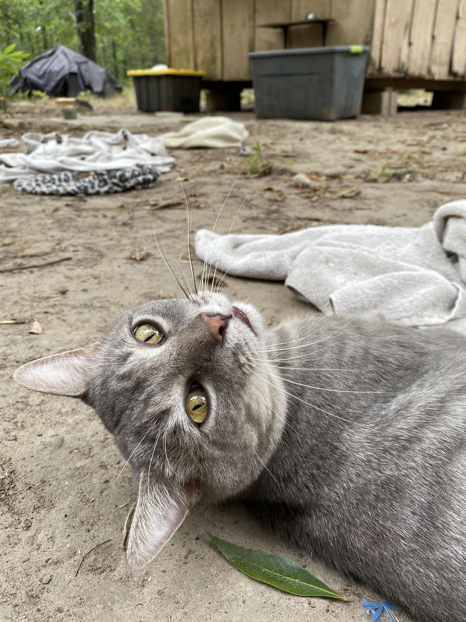 Greyson, a Adoptable Domestic Short Hair in Drasco, AR image 1/2