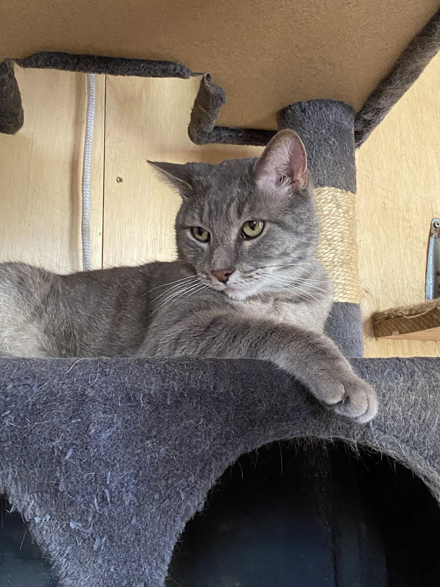 Greyson — thumbnail 2