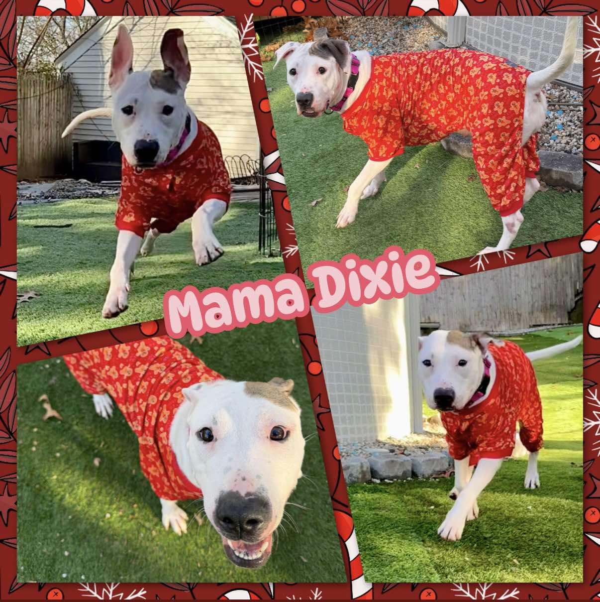 Enlarge Dixie, a ADOPTABLE mixed breed in Ringwood, NJ image 1/1