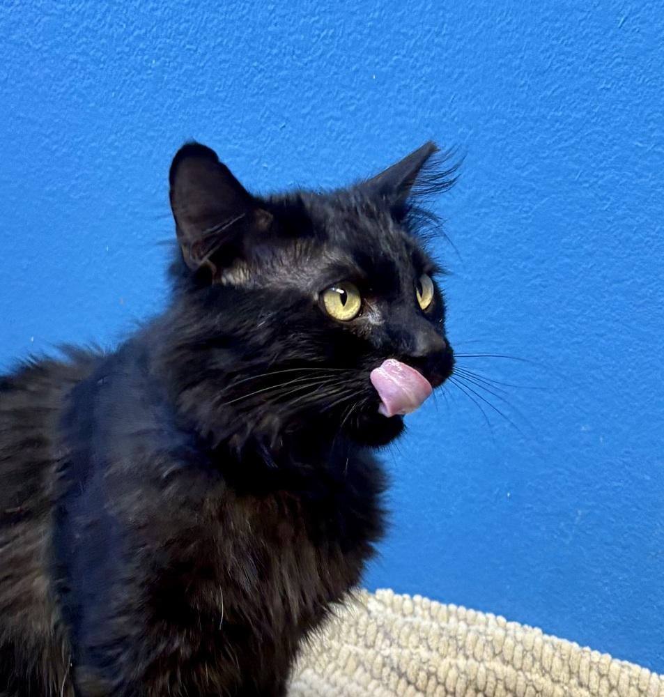 Enlarge Sebastian, a Adoptable Domestic Medium Hair in Green Valley, AZ image 1/6