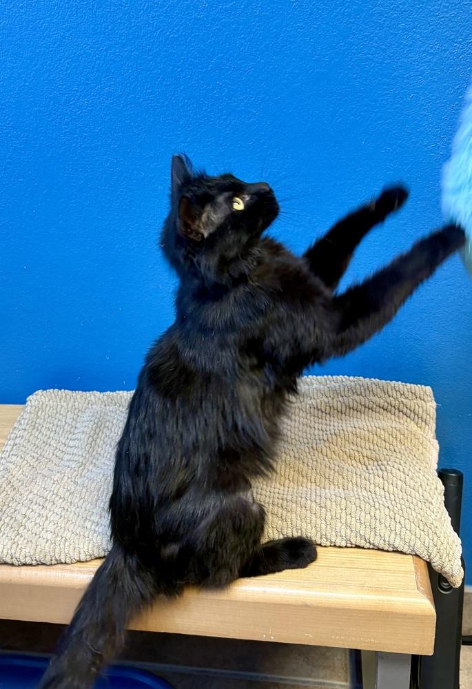 Enlarge Sebastian, a Adoptable Domestic Medium Hair in Green Valley, AZ image 2/6