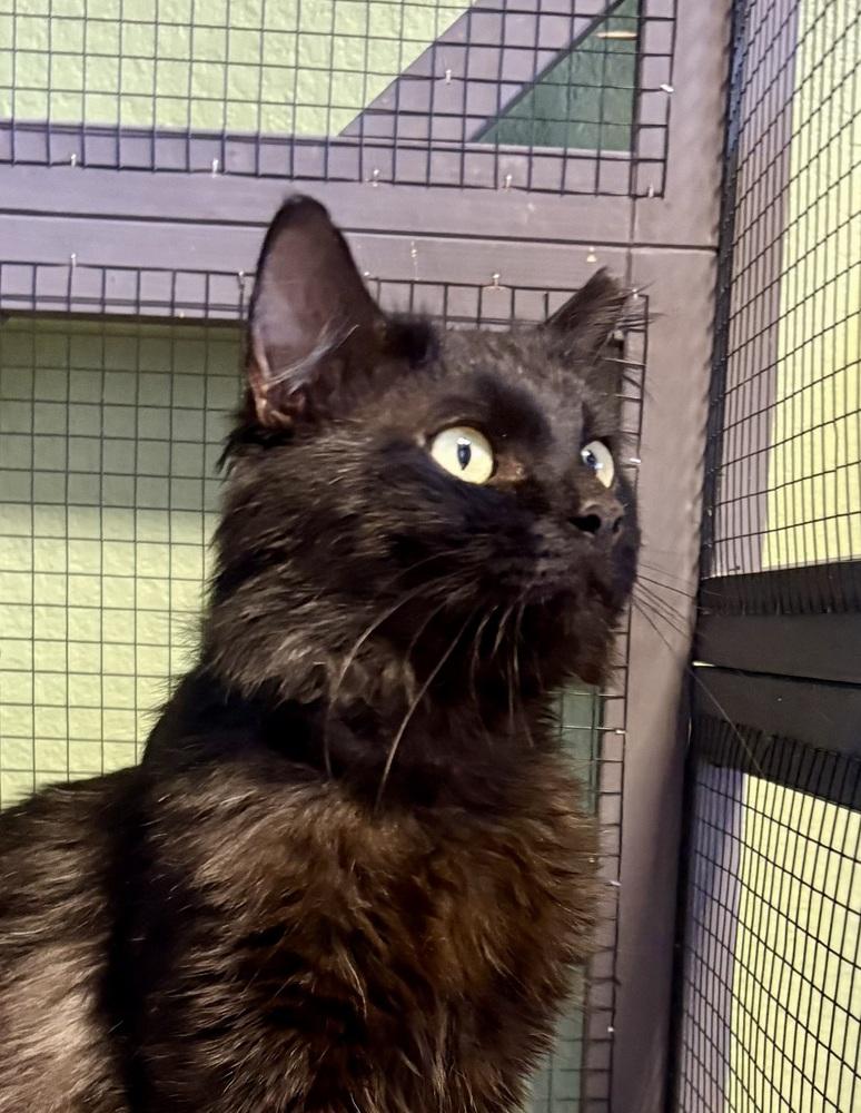 Enlarge Sebastian, a Adoptable Domestic Medium Hair in Green Valley, AZ image 3/6