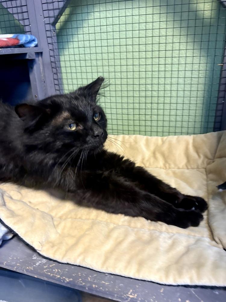 Enlarge Sebastian, a Adoptable Domestic Medium Hair in Green Valley, AZ image 4/6