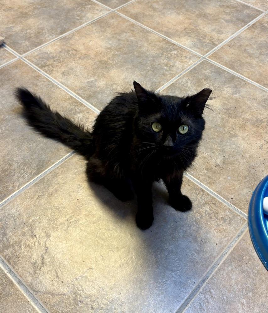 Enlarge Sebastian, a Adoptable Domestic Medium Hair in Green Valley, AZ image 5/6