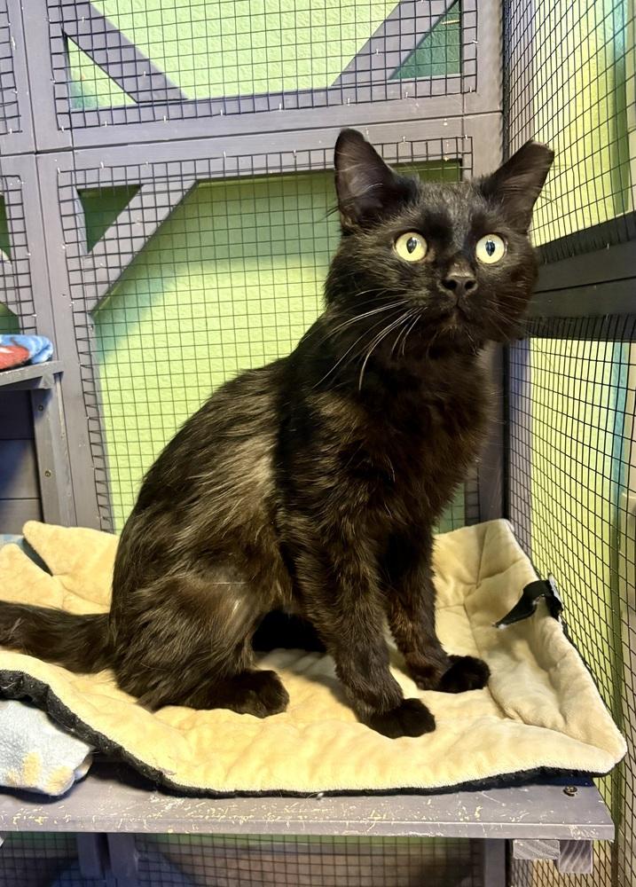 Enlarge Sebastian, a Adoptable Domestic Medium Hair in Green Valley, AZ image 6/6