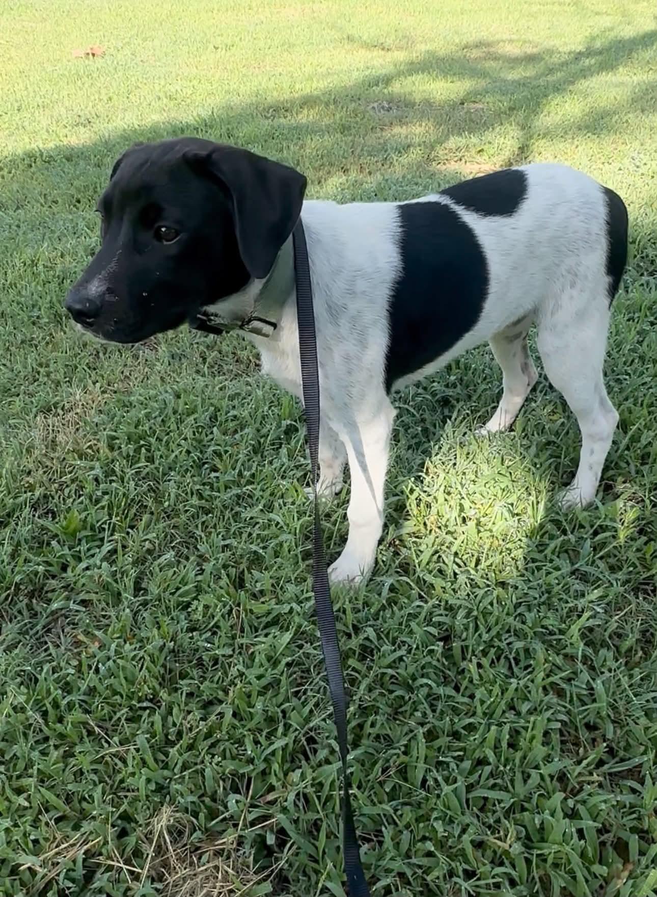 Enlarge Ziggy, a ADOPTABLE mixed breed in Okemah, OK image 3/4