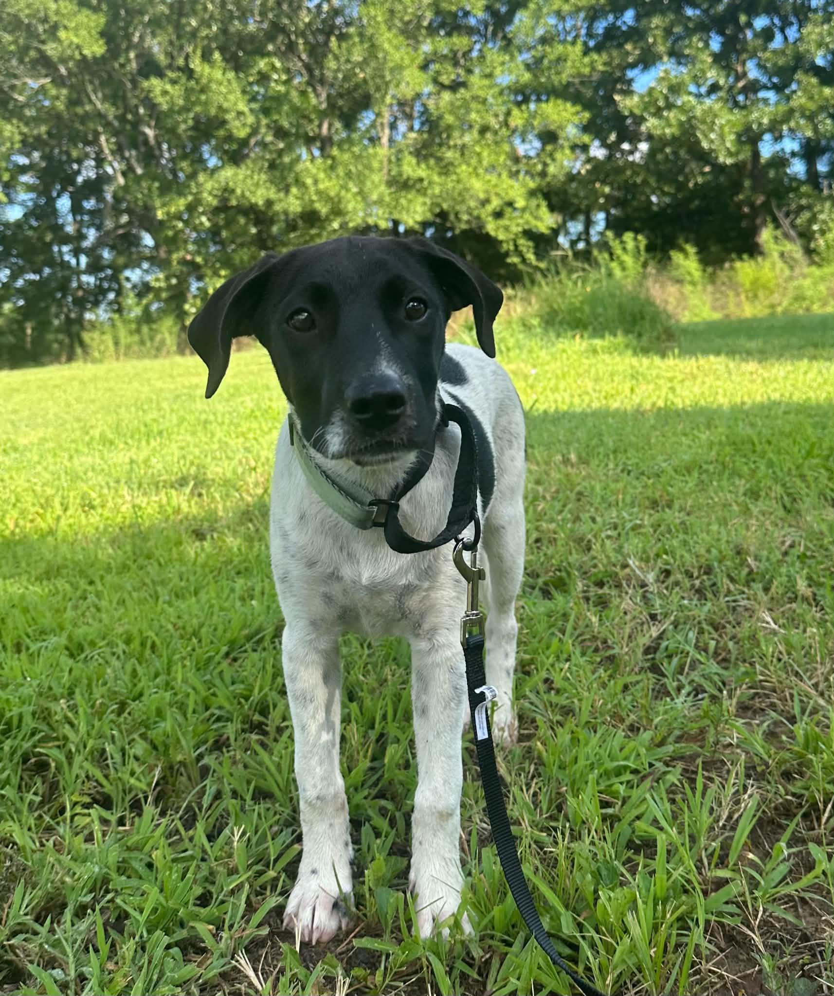 Ziggy, ADOPTABLE, Puppy Female Mixed Breed.