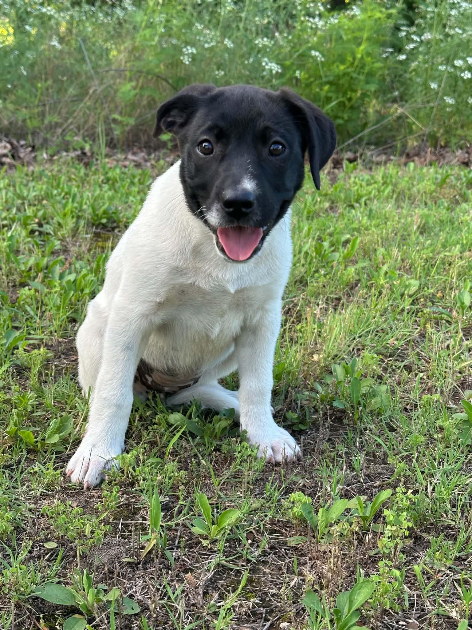 Enlarge Ziggy, a ADOPTABLE mixed breed in Okemah, OK image 1/1