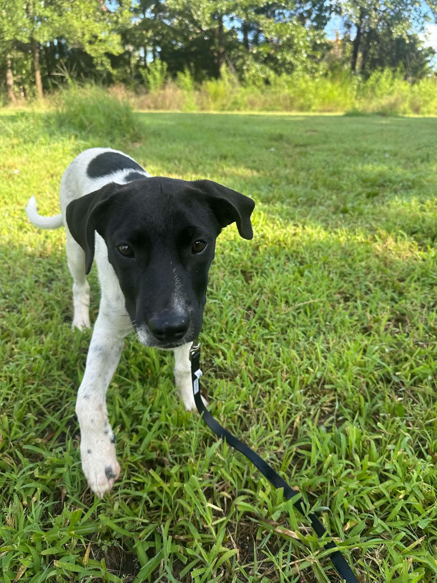 Enlarge Ziggy, a ADOPTABLE mixed breed in Okemah, OK image 4/4