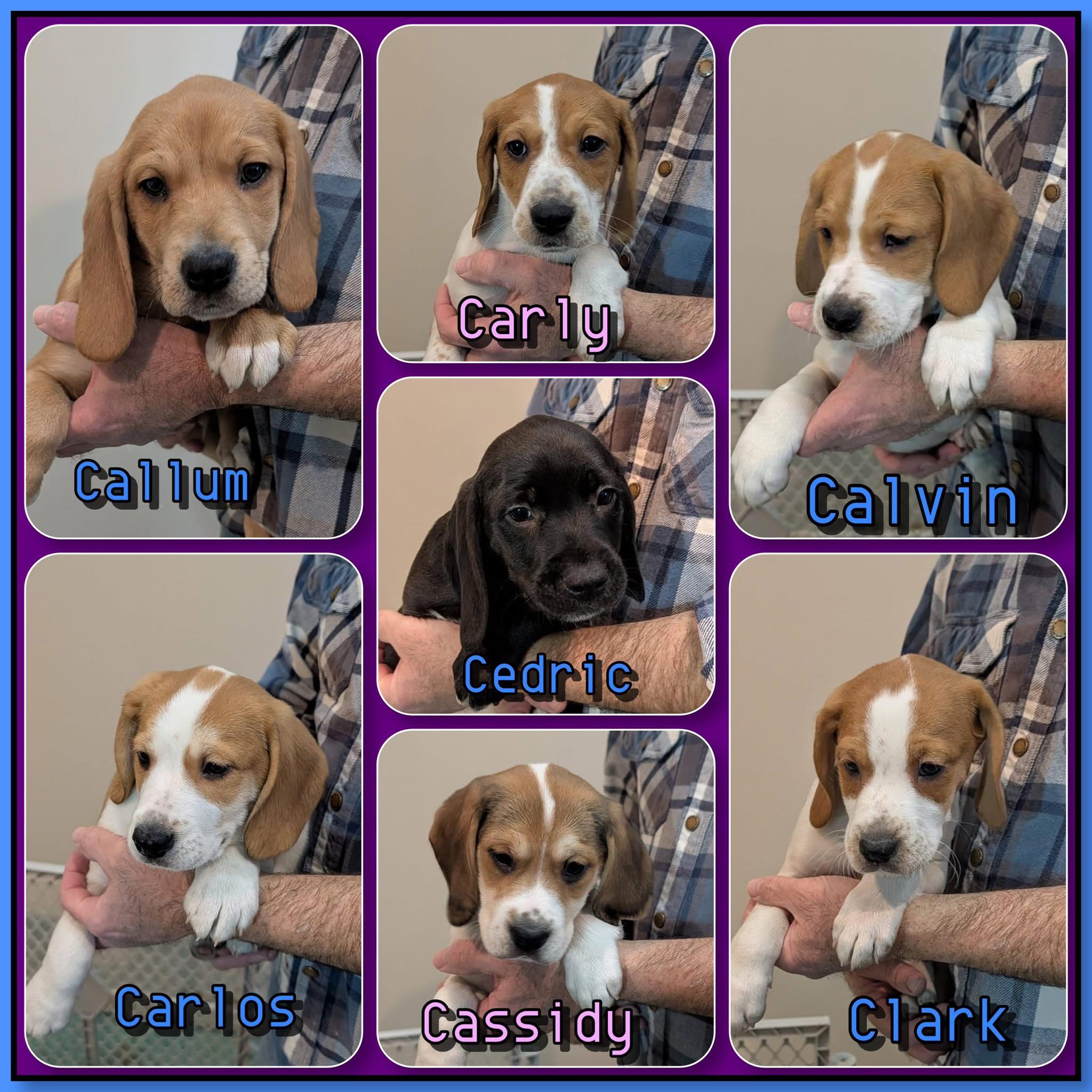 "C" Litter - puppies , adopted, Puppy Male Beagle & Labrador Retriever.