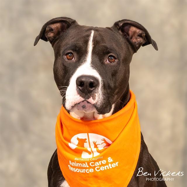 GIZMO, Adoptable, Adult Male Staffordshire Bull Terrier & Mixed Breed.