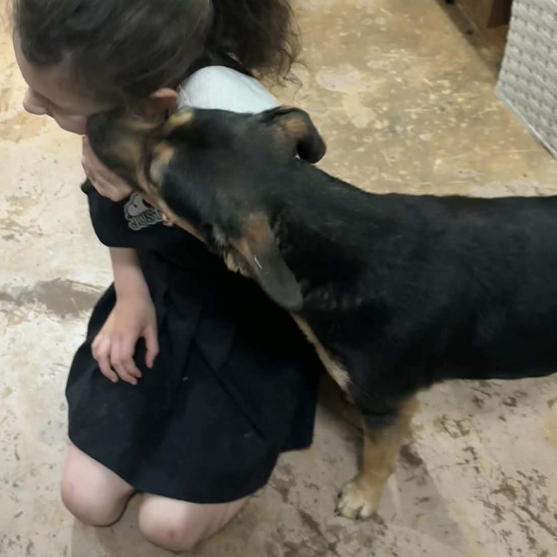 Enlarge Page, a ADOPTABLE mixed breed in Aspen, CO image 5/6