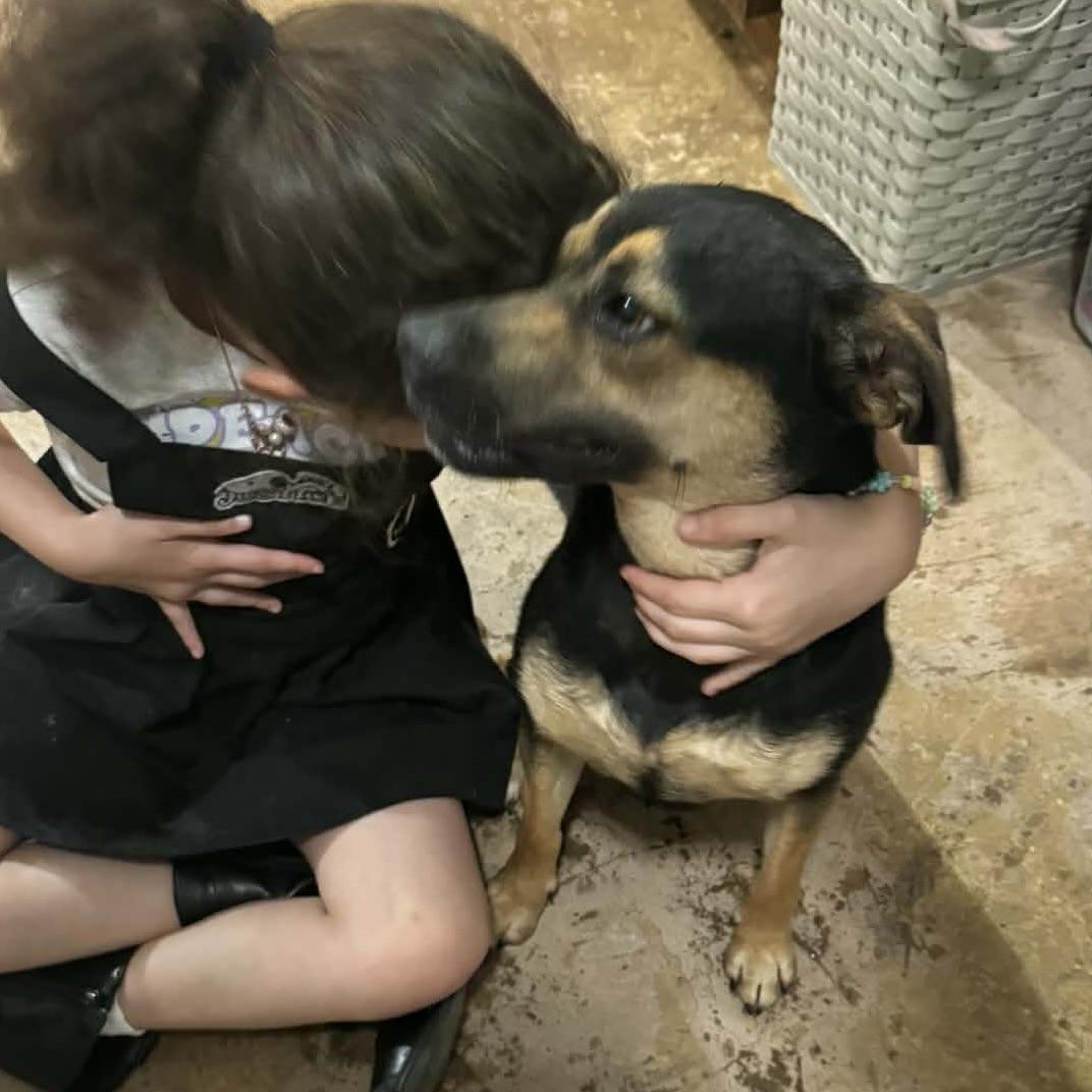 Enlarge Page, a ADOPTABLE mixed breed in Aspen, CO image 6/6