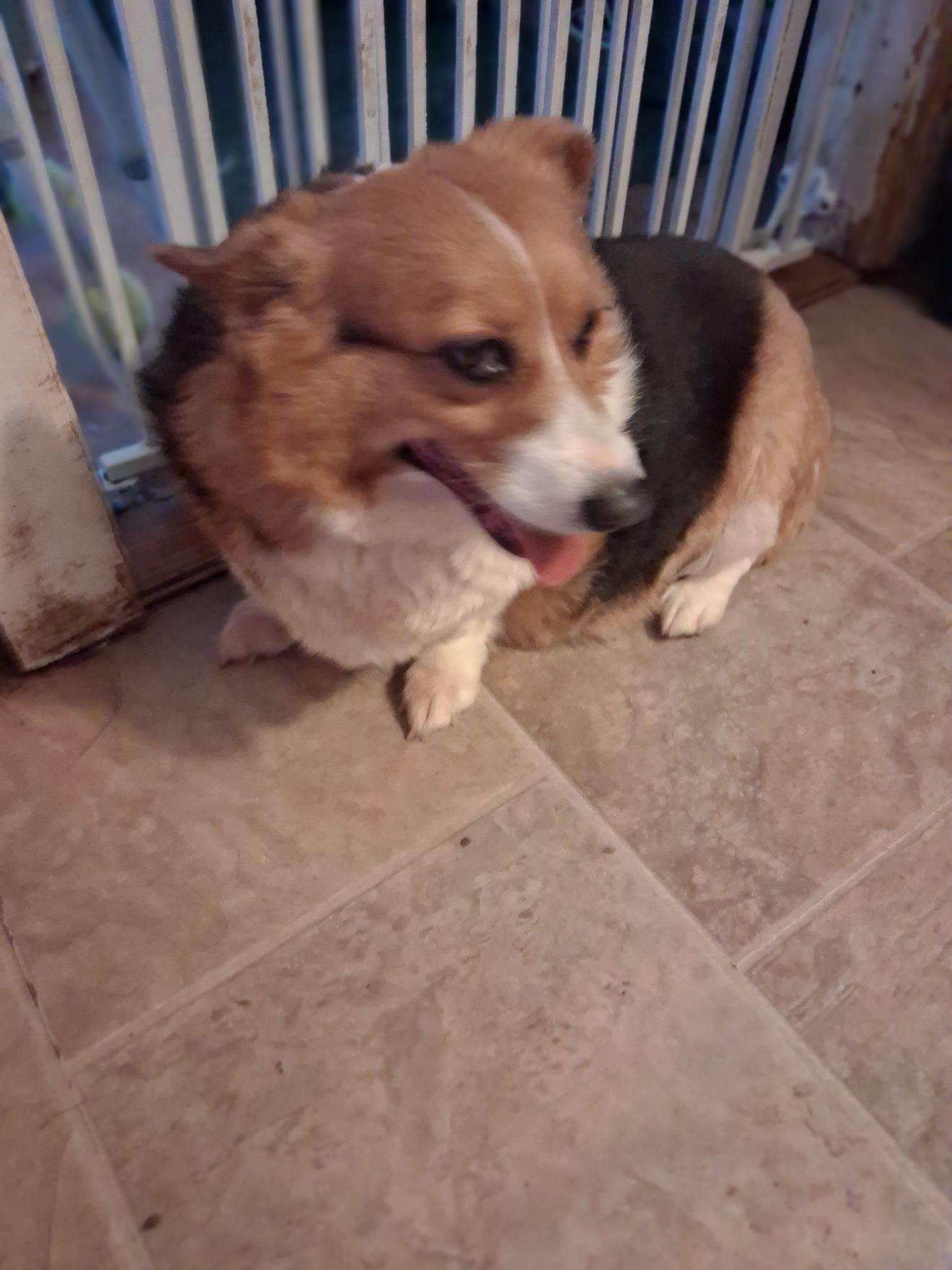 Kelly, Adoptable, Adult Female Corgi.