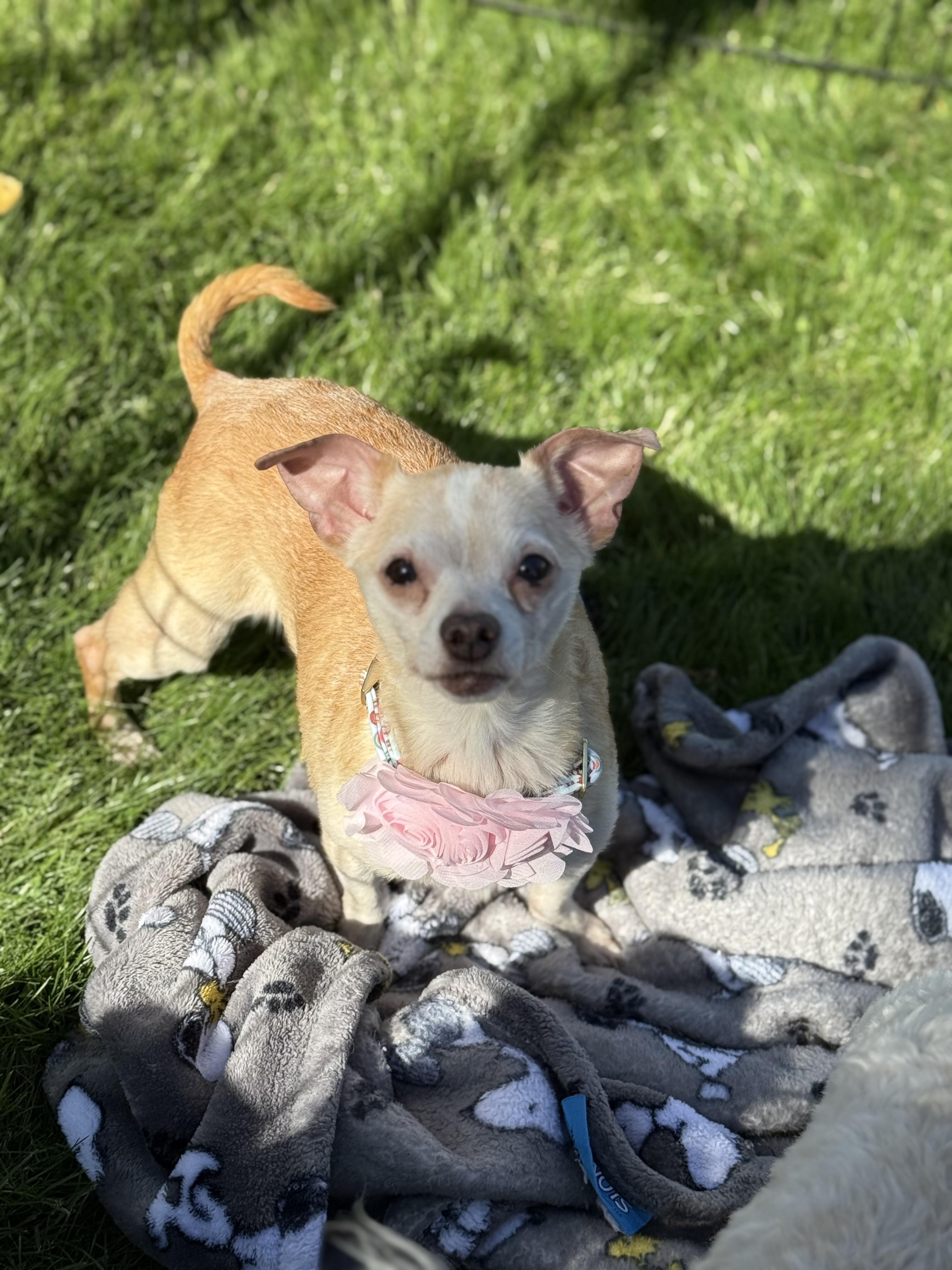 Enlarge Ethel, a ADOPTABLE mixed breed in Phoenix, AZ image 2/3