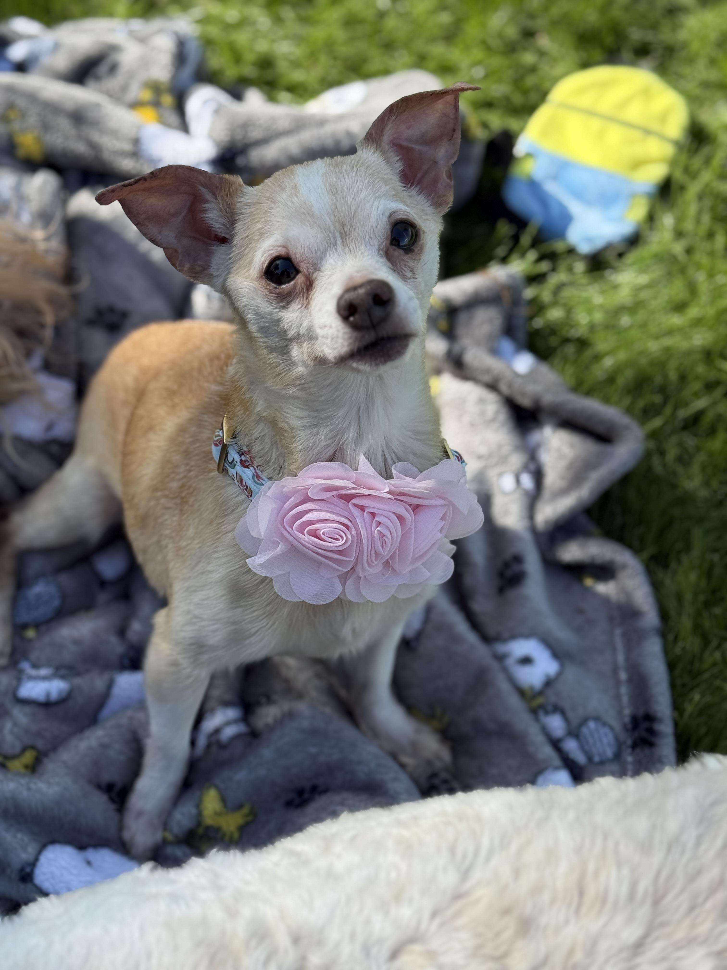 Enlarge Ethel, a ADOPTABLE mixed breed in Phoenix, AZ image 3/3