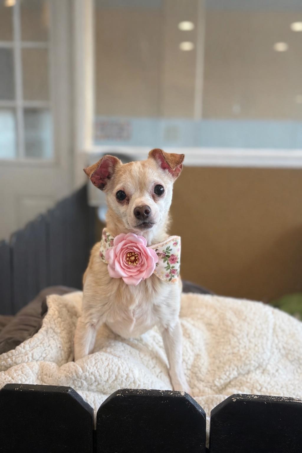 Enlarge Ethel, a ADOPTABLE mixed breed in Phoenix, AZ image 1/3
