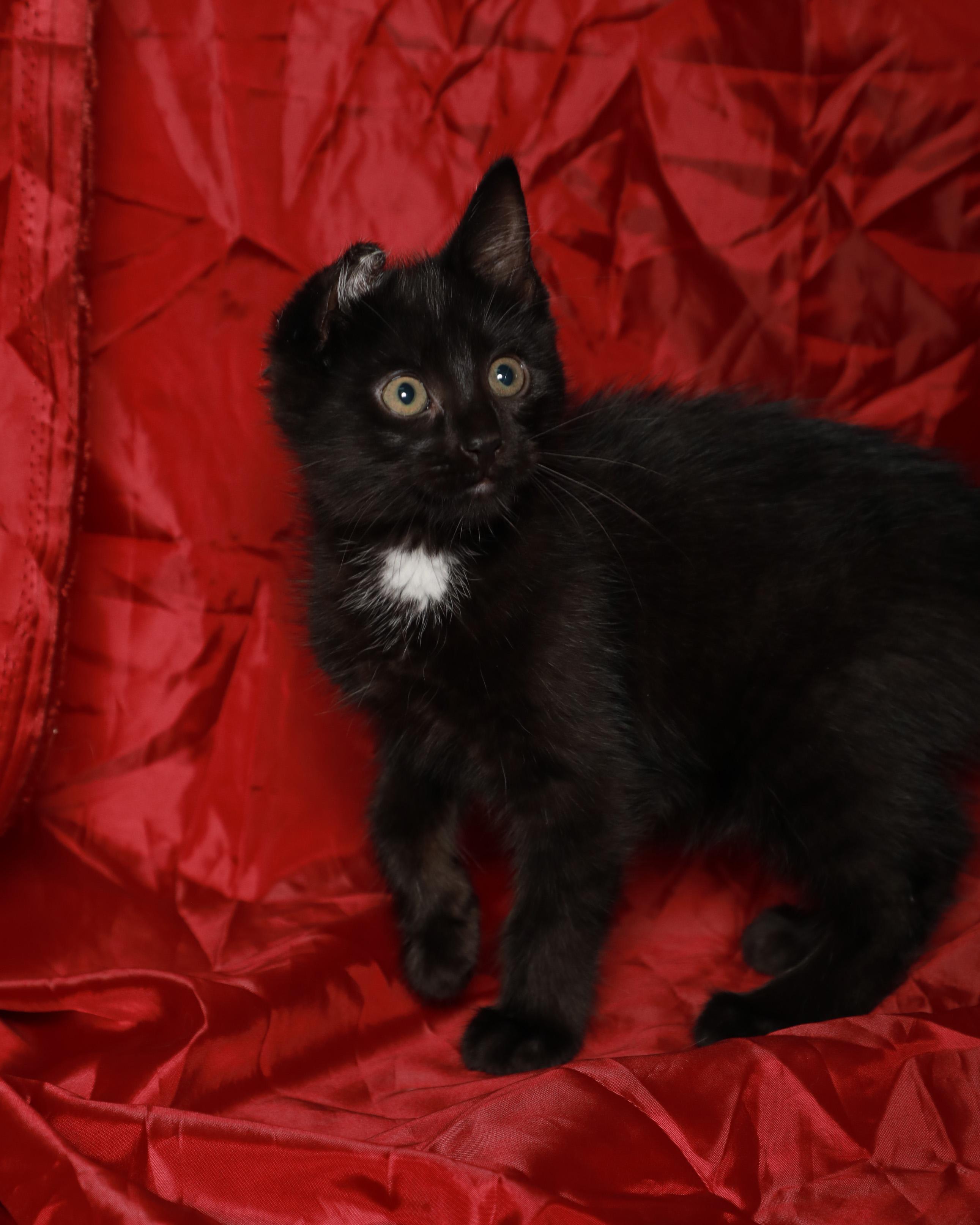 Nemo, Adoptable, Kitten Male Domestic Short Hair.
