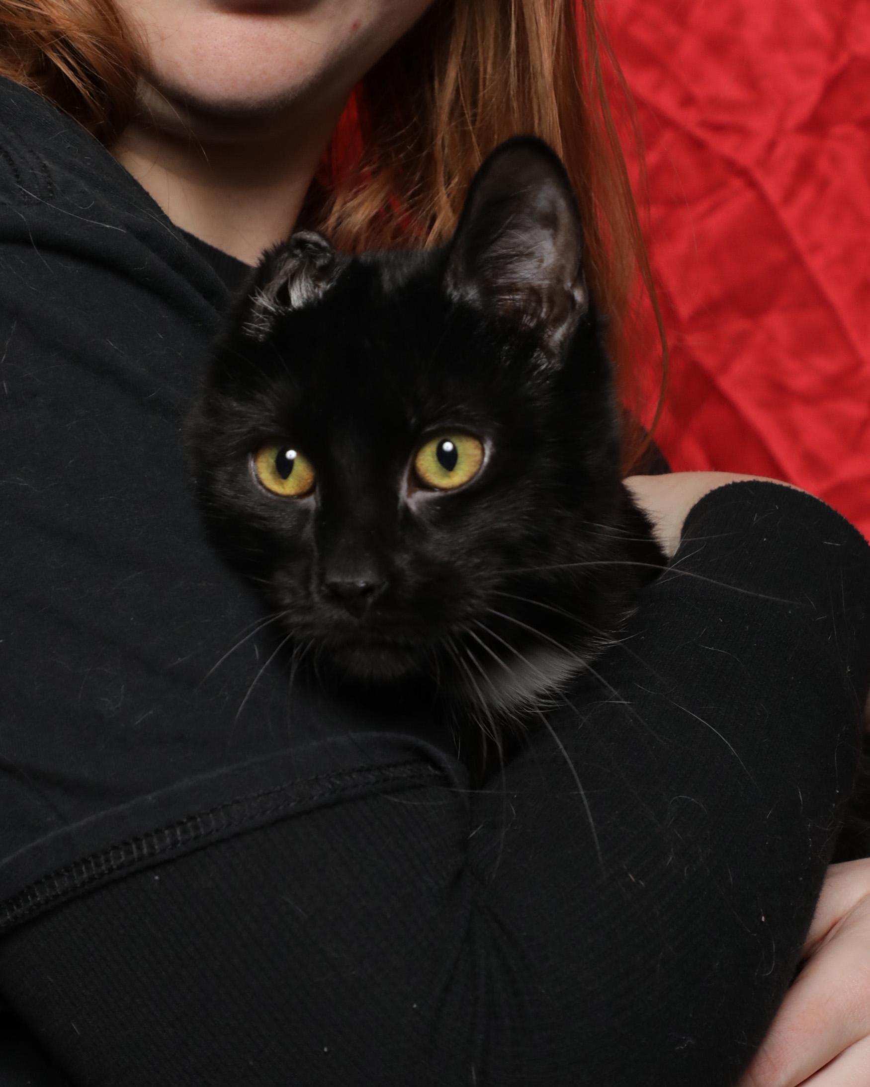 Enlarge Nemo, a Adoptable Domestic Short Hair in Rock Falls, IL image 3/3