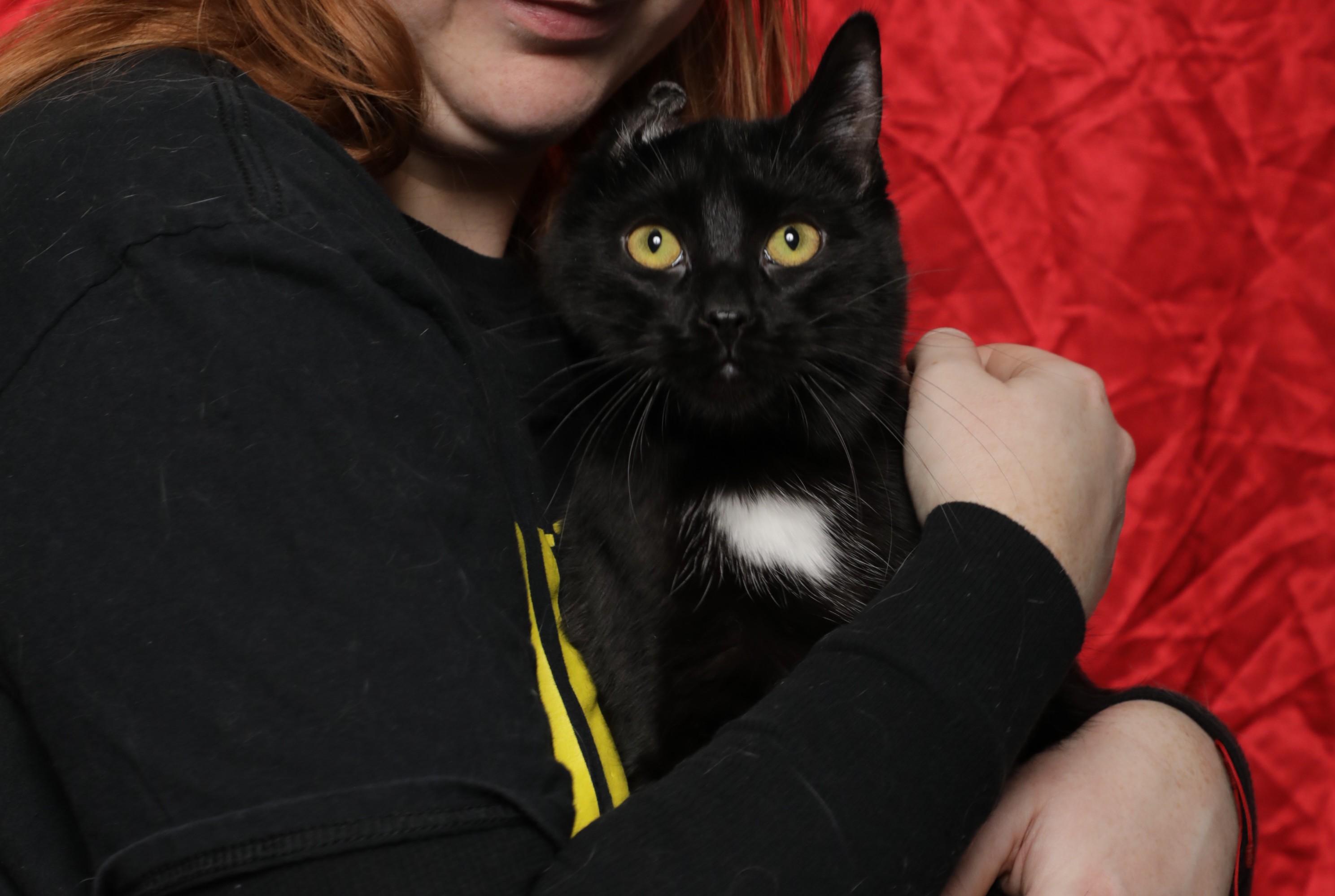 Nemo, Adoptable, Kitten Male Domestic Short Hair.