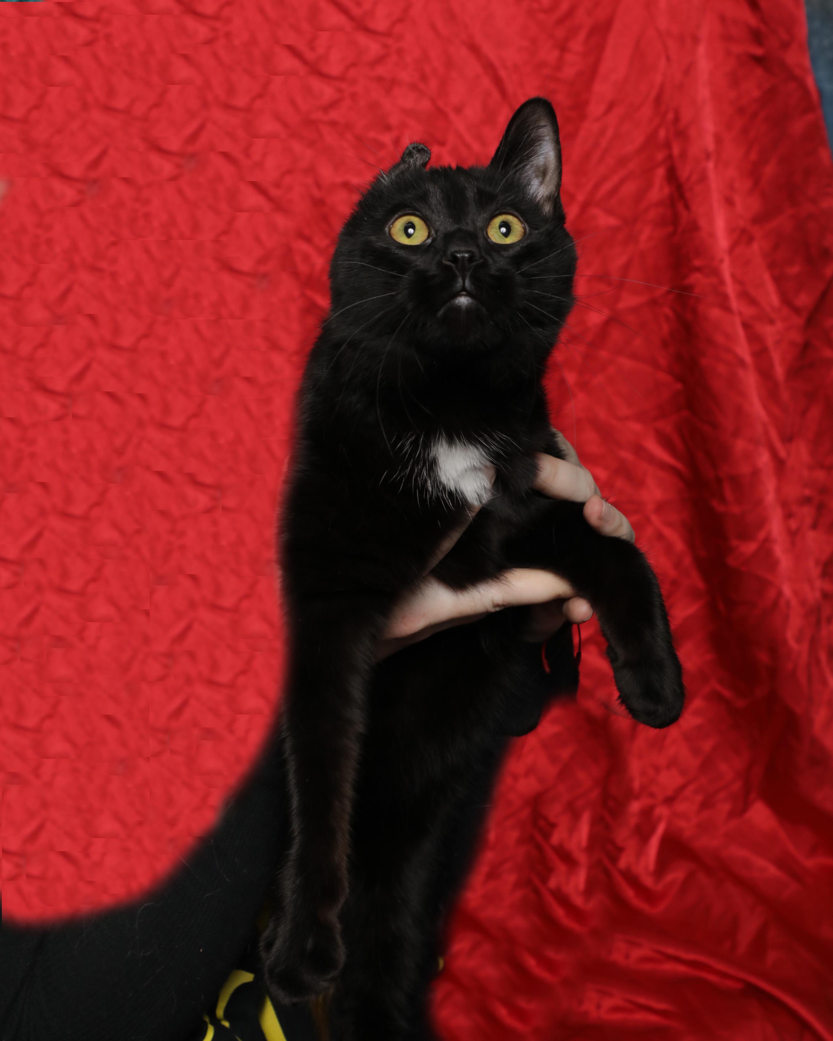 Enlarge Nemo, a Adoptable Domestic Short Hair in Rock Falls, IL image 2/3