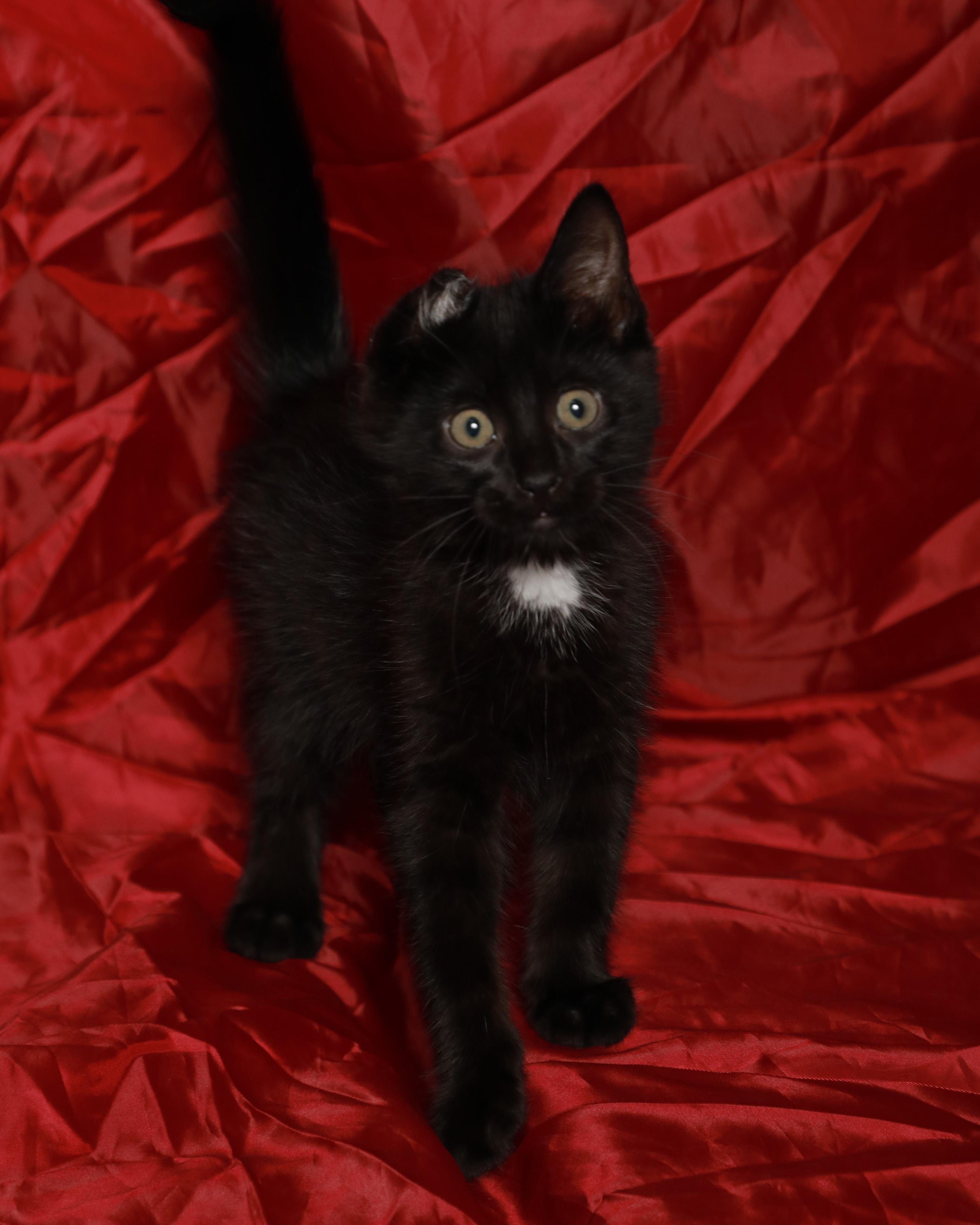 Nemo, a Adoptable Domestic Short Hair in Rock Falls, IL image 2/2