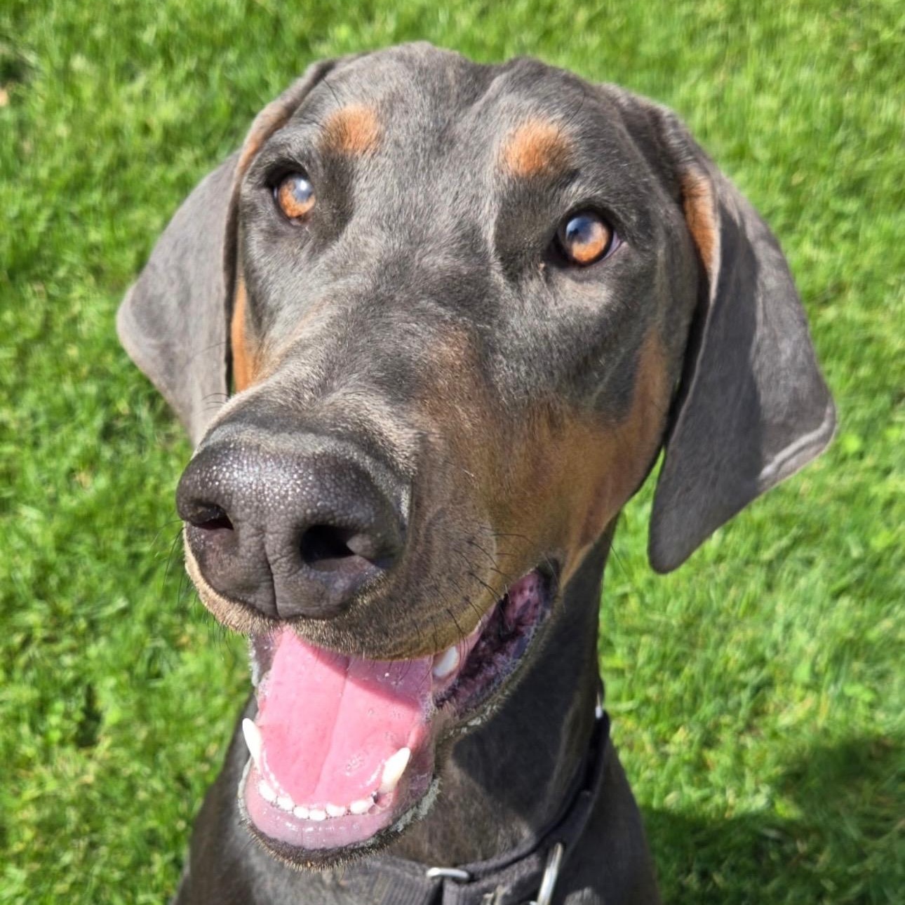 Enlarge Livia, a Adopted Doberman Pinscher in Columbus, OH image 1/2