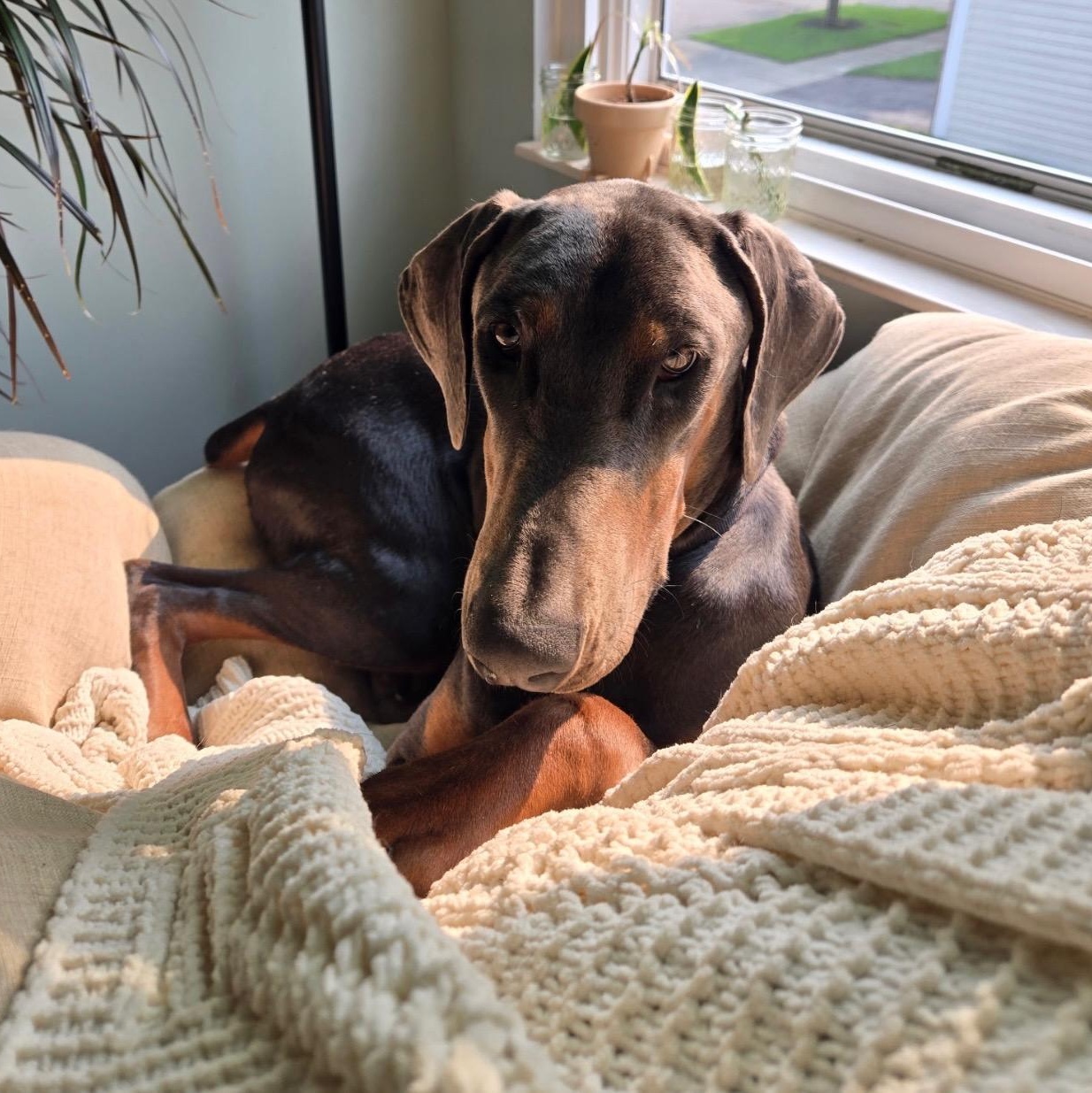 Enlarge Livia, a Adopted Doberman Pinscher in Columbus, OH image 2/2