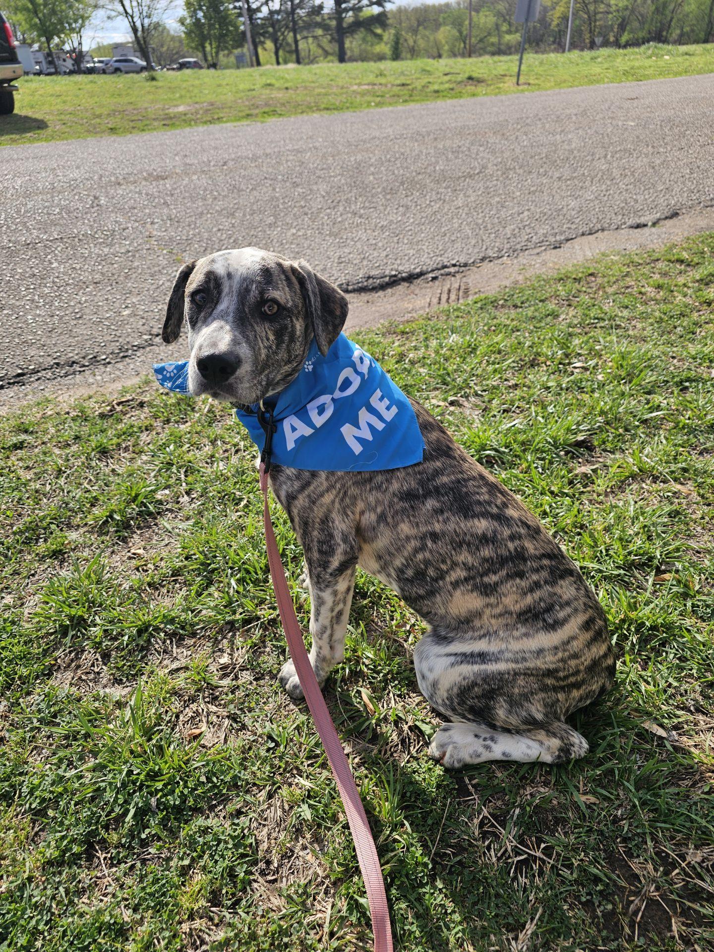Enlarge LOUIS, an adopted mixed breed in Cleveland, OK image 1/1
