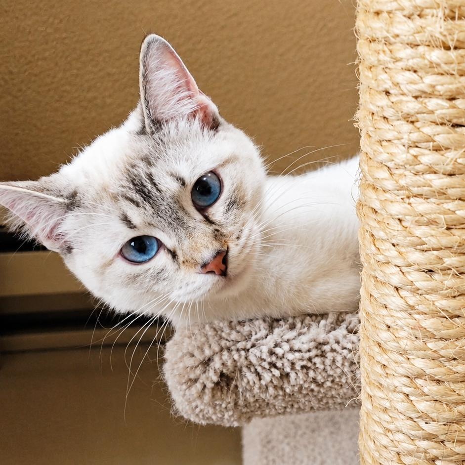 GYPSY, ADOPTABLE, Kitten Female Siamese & American Shorthair.