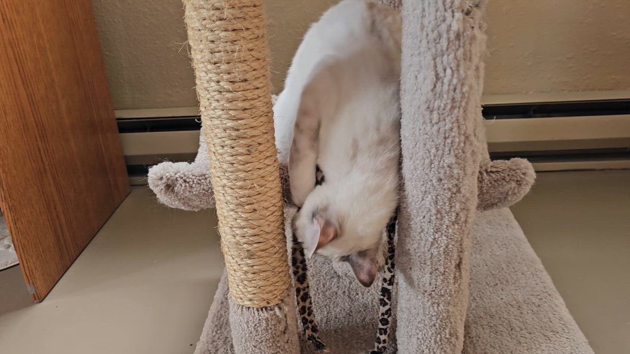 Enlarge GYPSY, a ADOPTABLE mixed breed in Pinedale, WY video 5/5